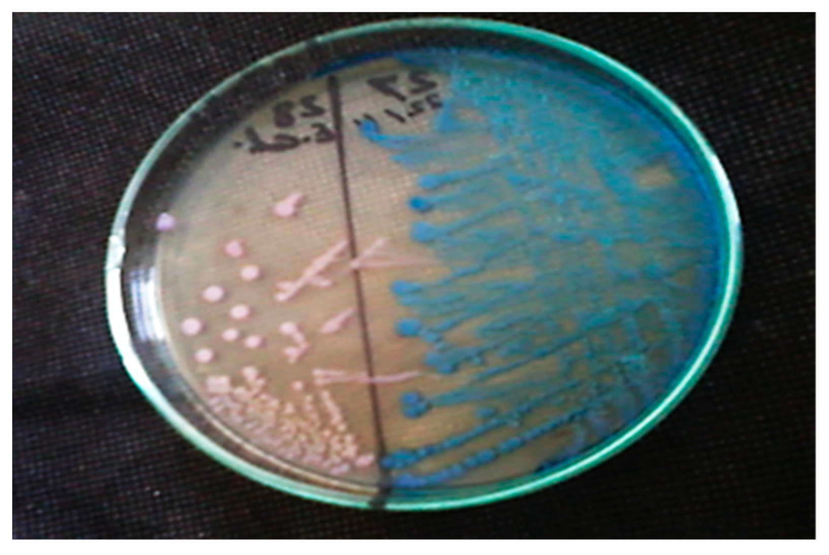 Microbiolres 14 00102 g001