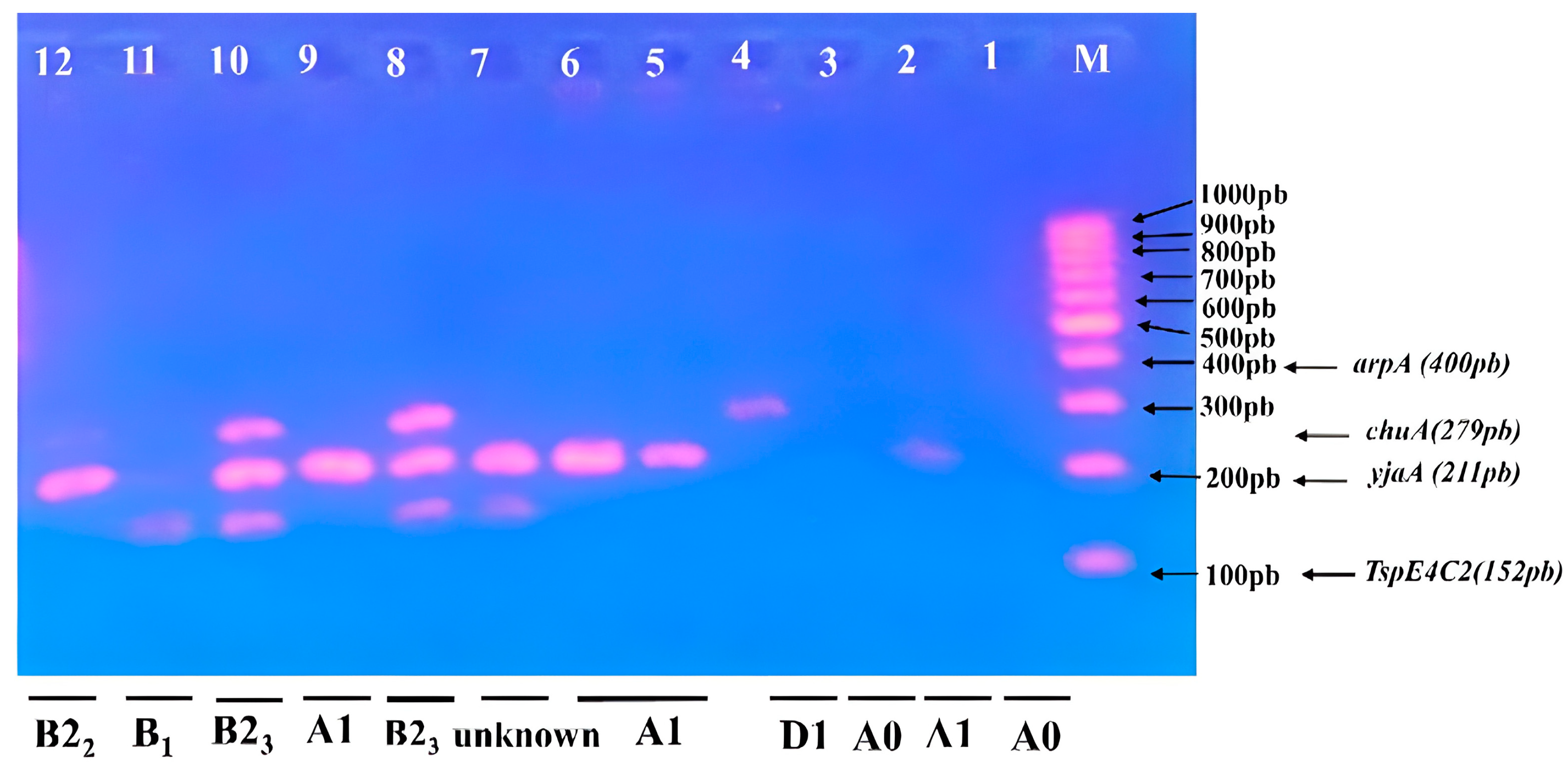 Microbiolres 14 00102 g003