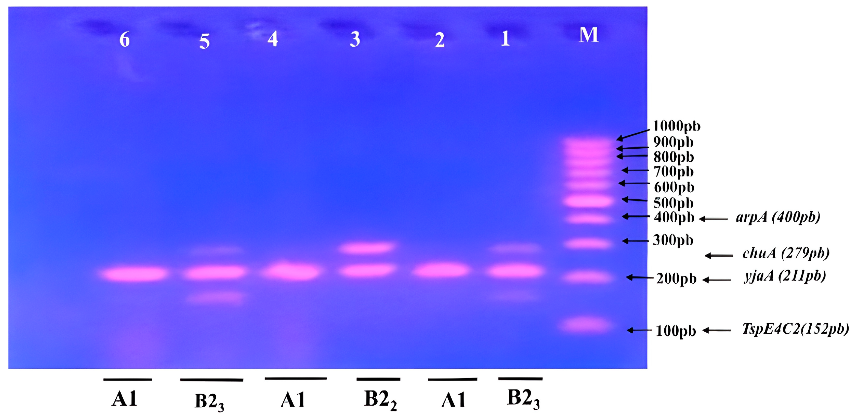 Microbiolres 14 00102 g004