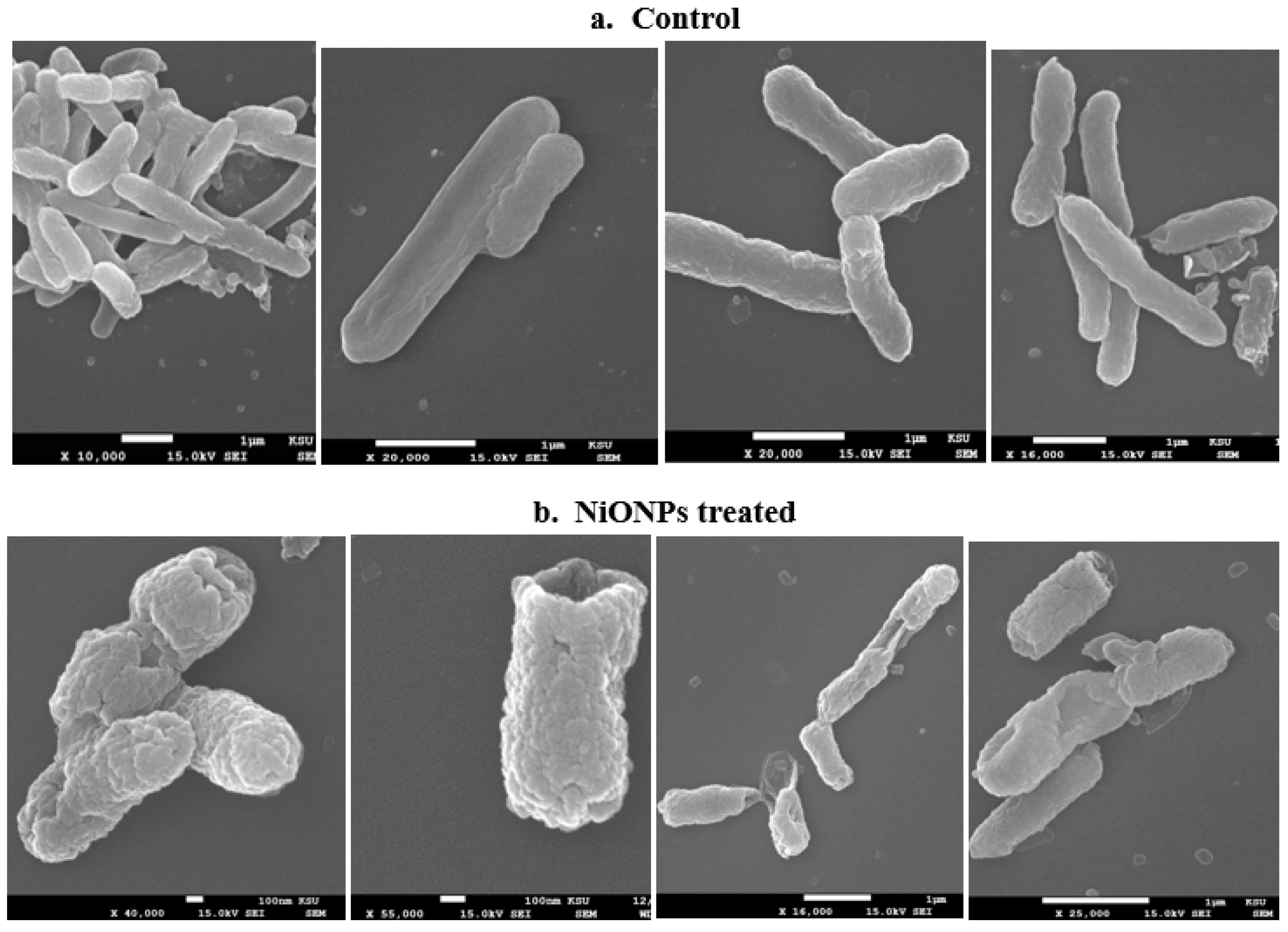 Microbiolres 14 00128 g007
