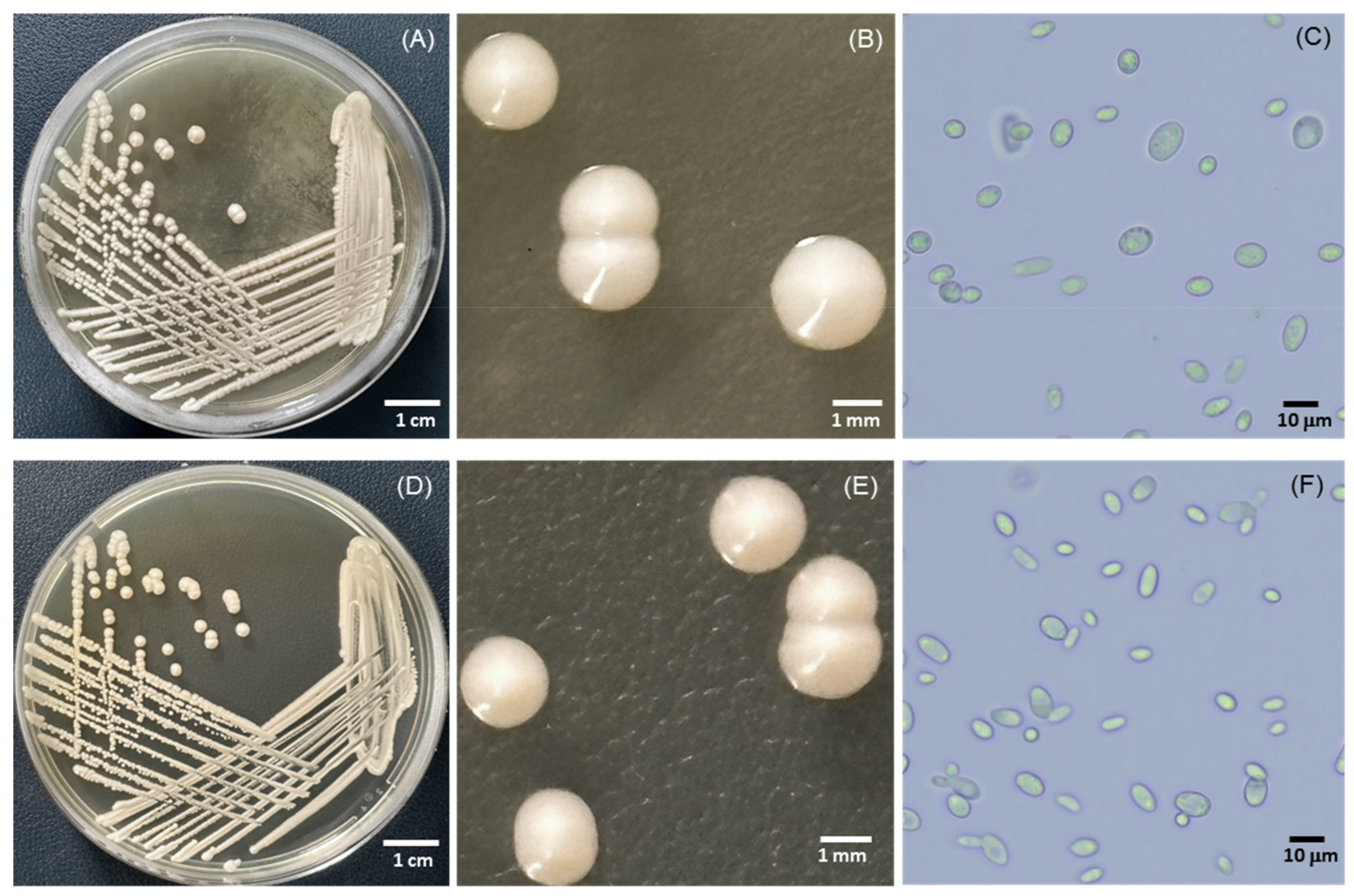 Microbiolres 14 00133 g002