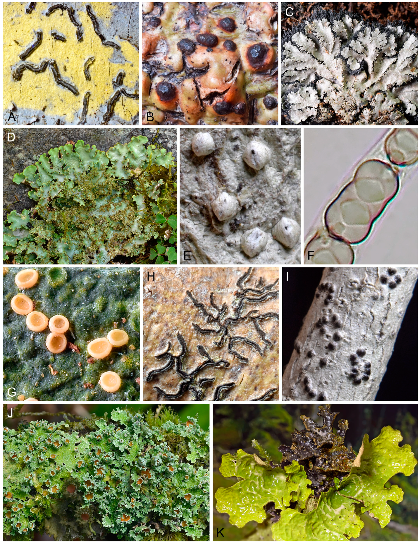 Microbiolres 14 00135 g005