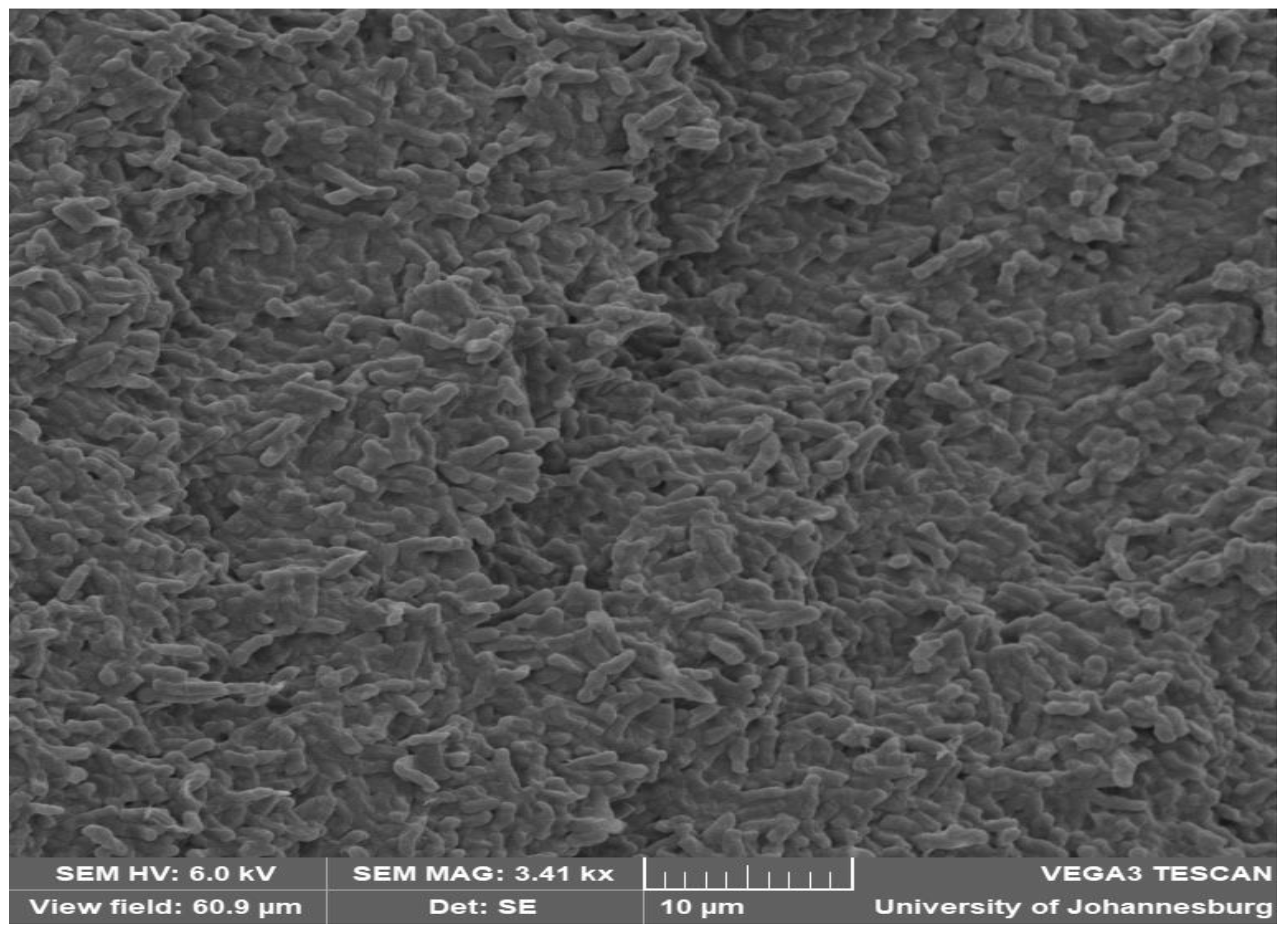 Microbiolres 15 00004 g005