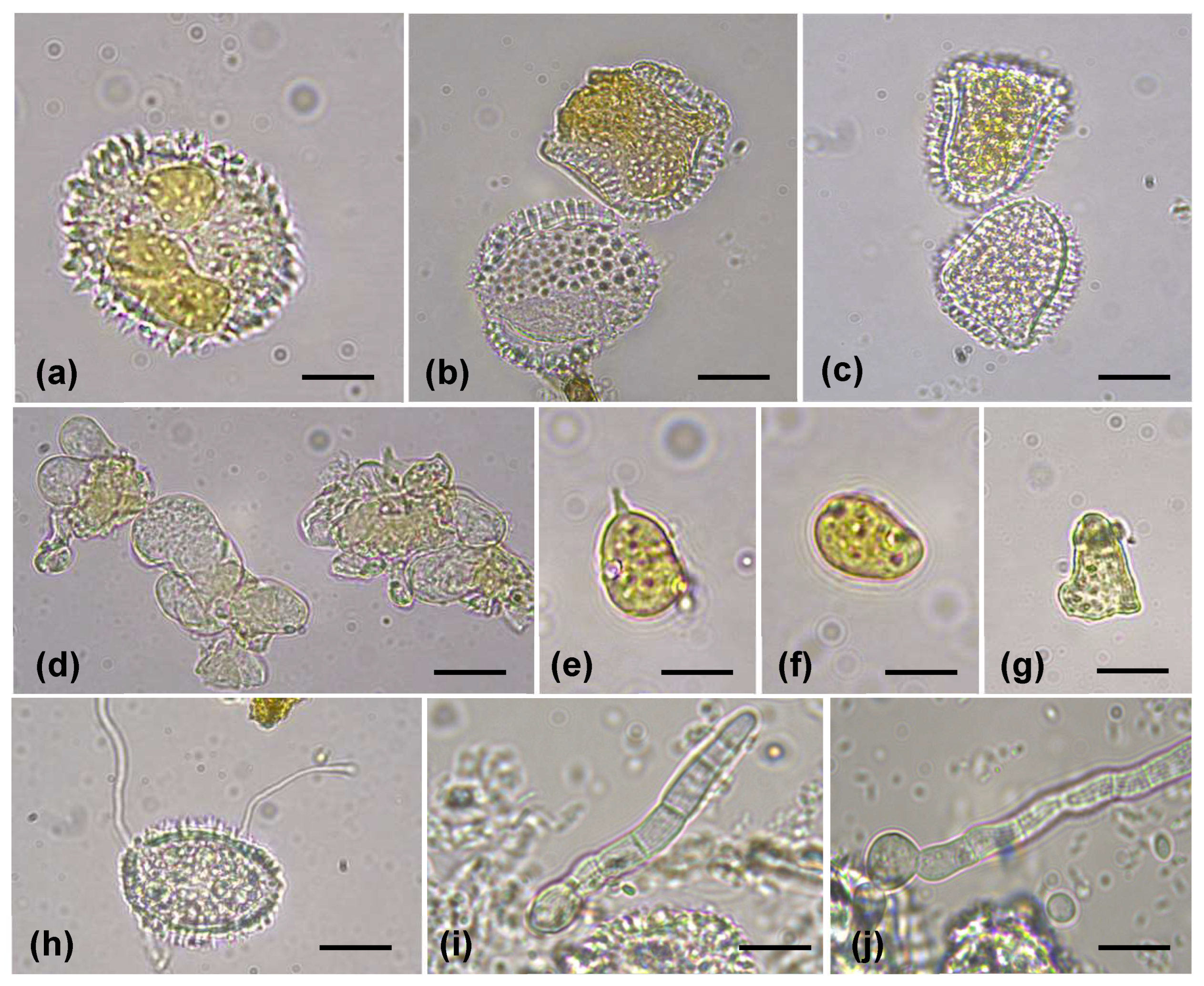 Microbiolres 15 00011 g002