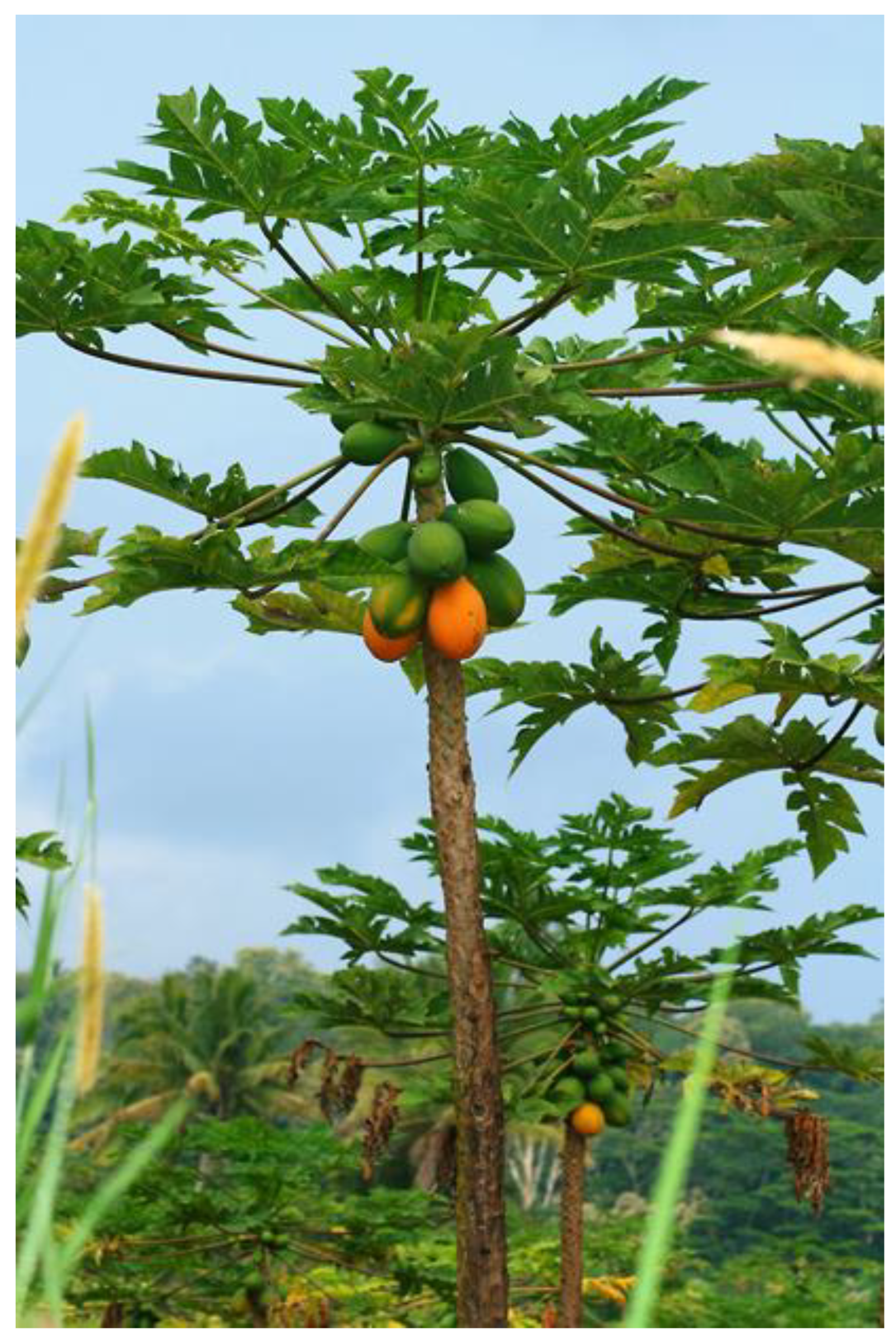 Microbiolres 15 00032 g004