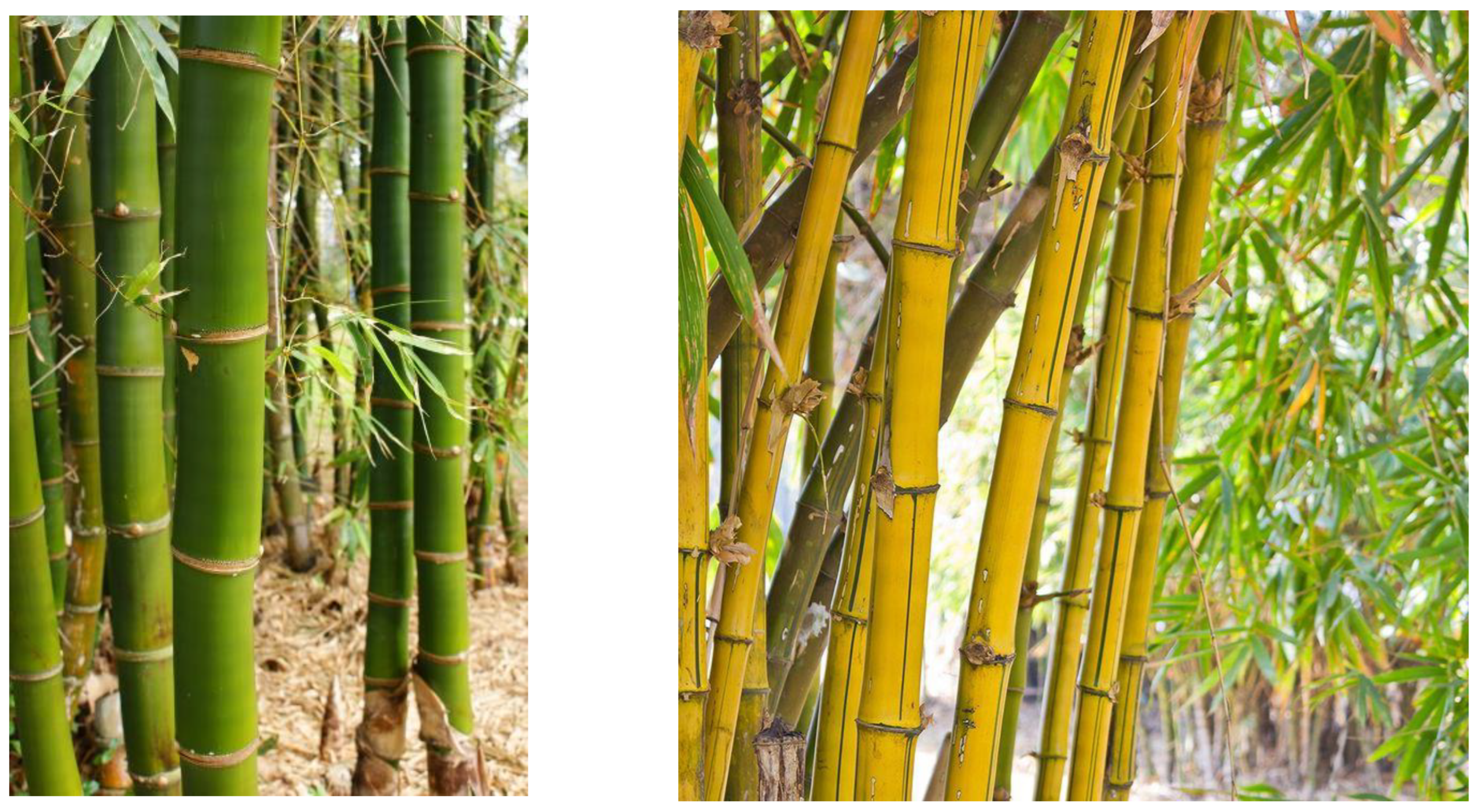 Microbiolres 15 00032 g007