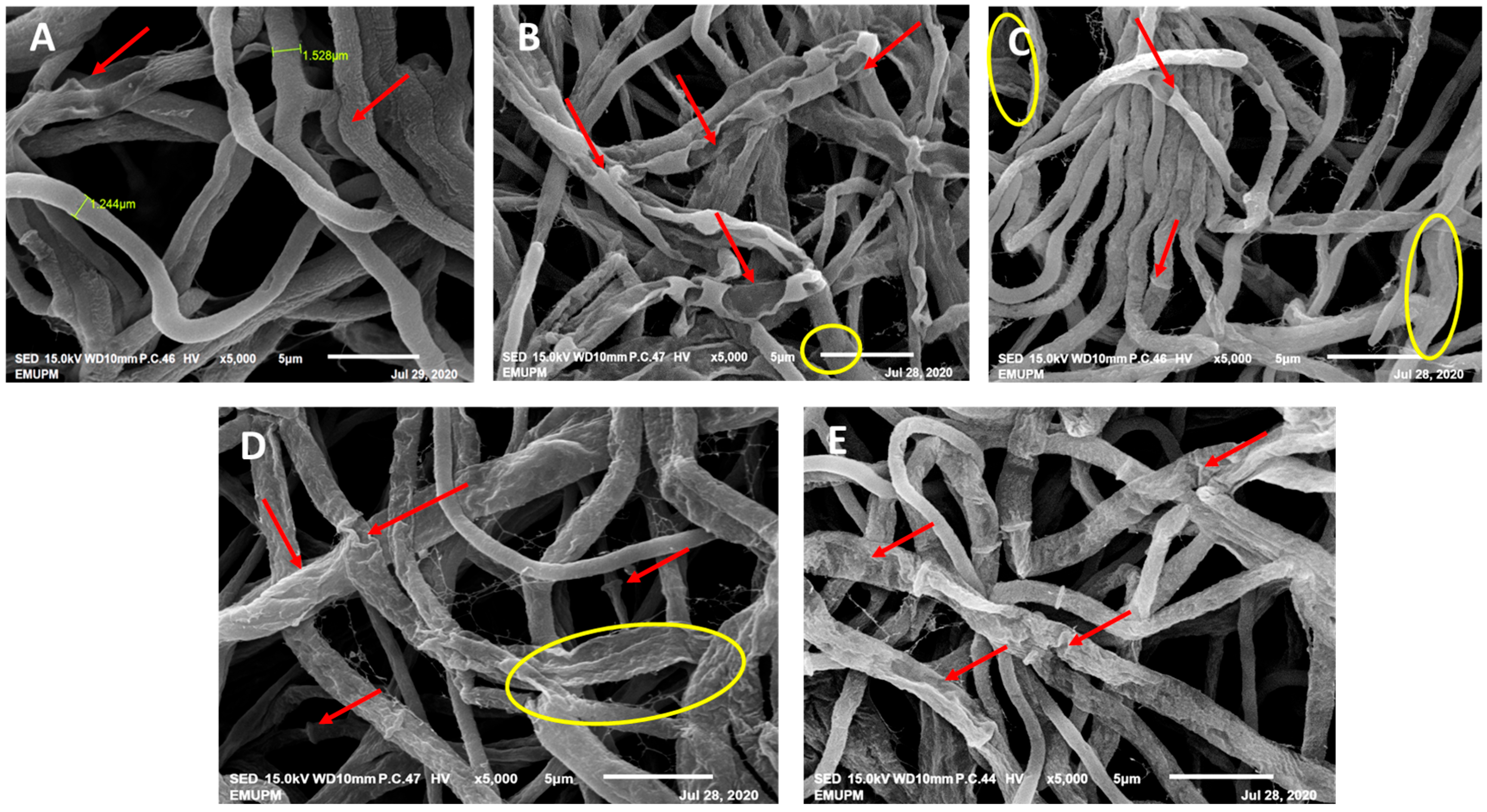 Microbiolres 15 00036 g005