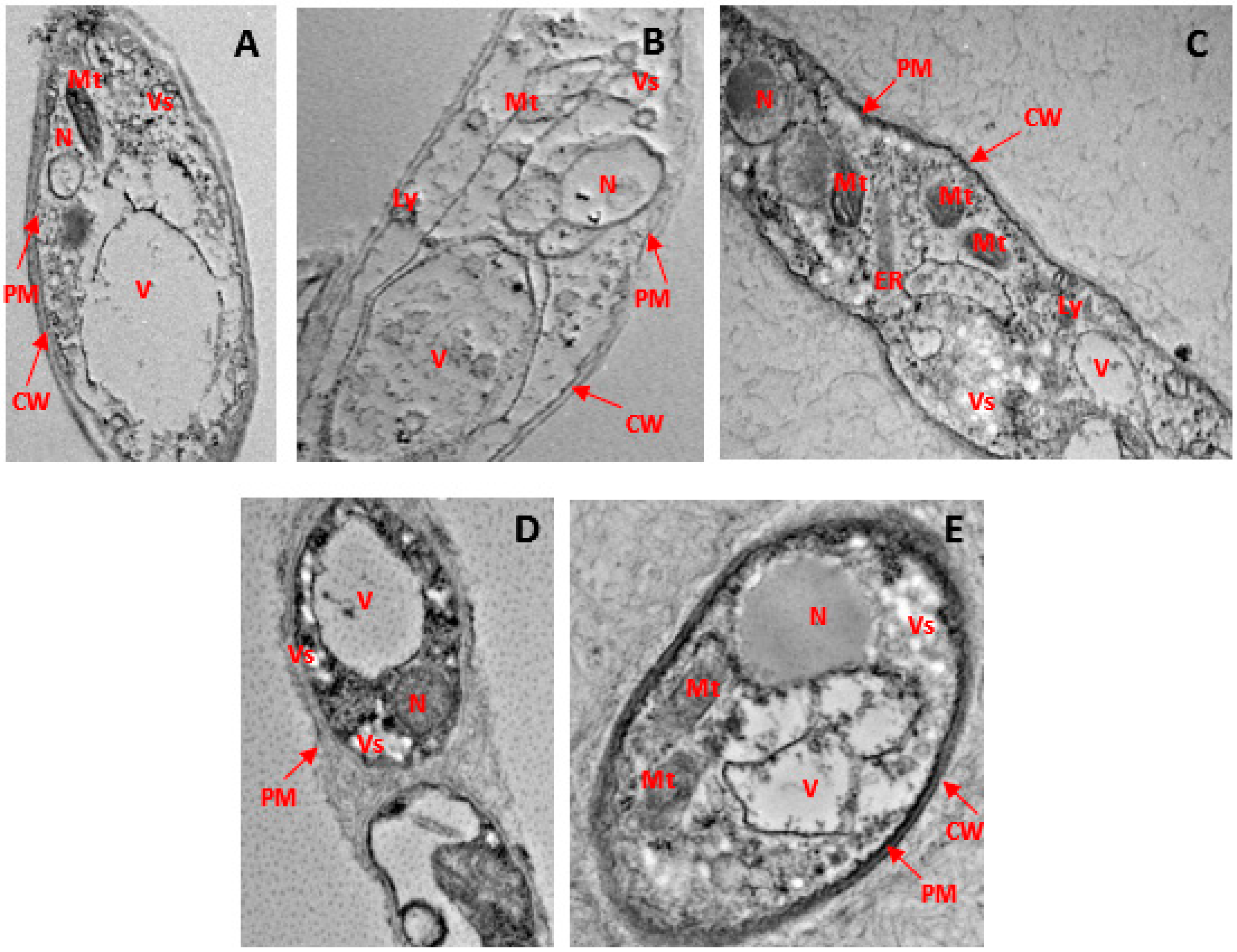 Microbiolres 15 00036 g006