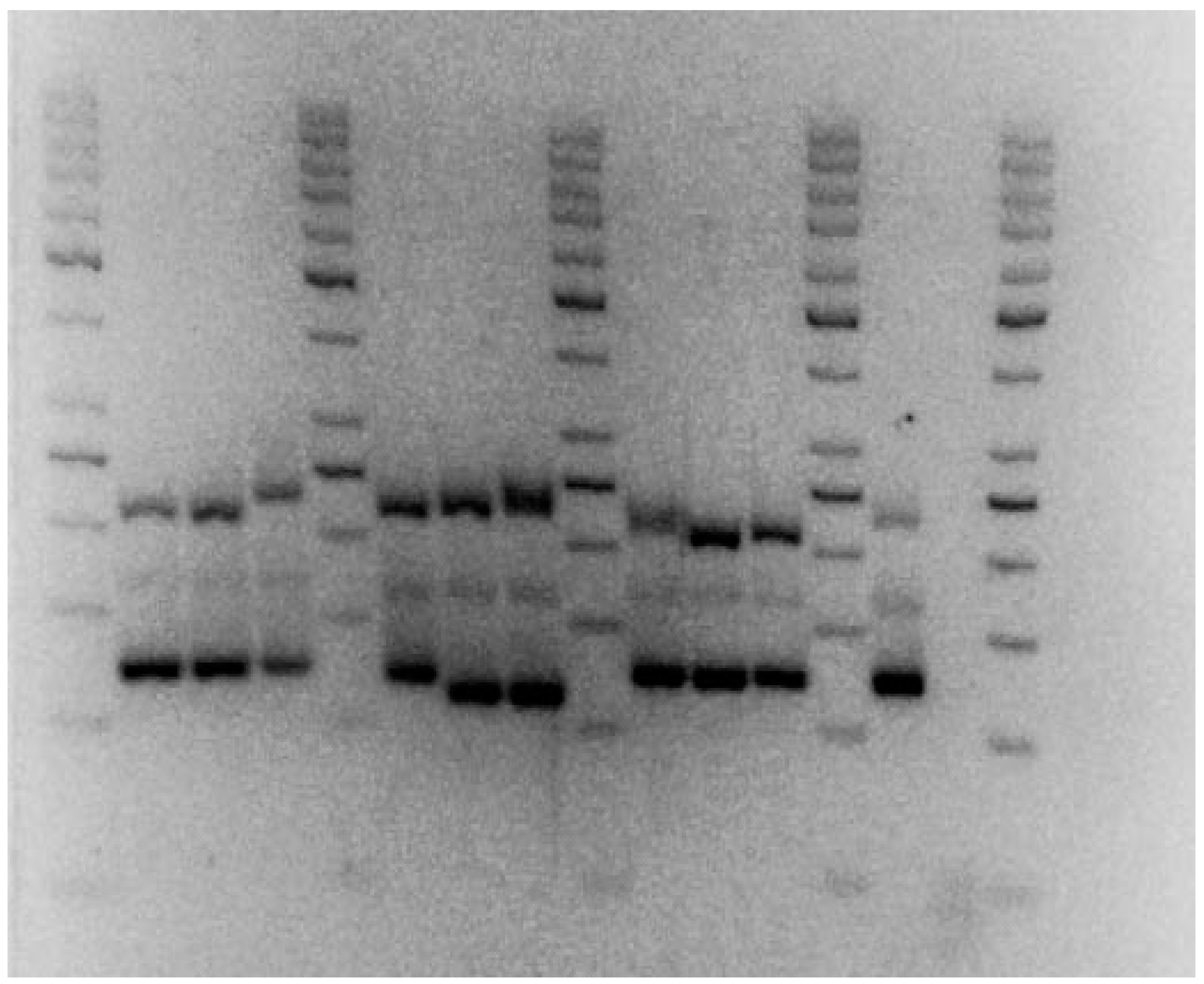 Microbiolres 15 00037 g005 Microbiolres 15 00037 g005