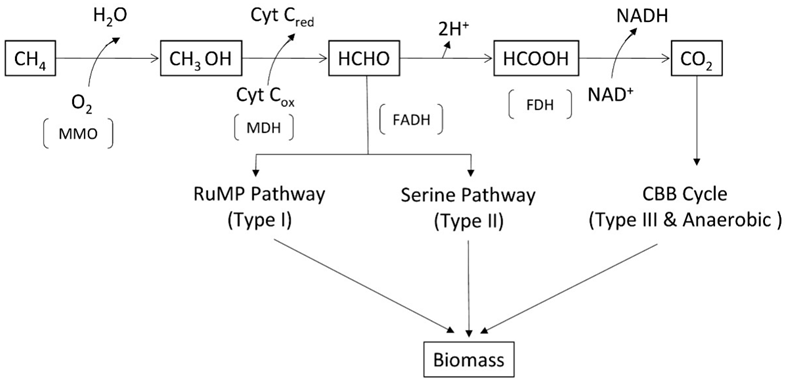 Microbiolres 15 00042 i001 Microbiolres 15 00042 i001
