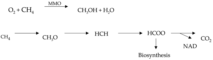 Microbiolres 15 00042 i002 Microbiolres 15 00042 i002