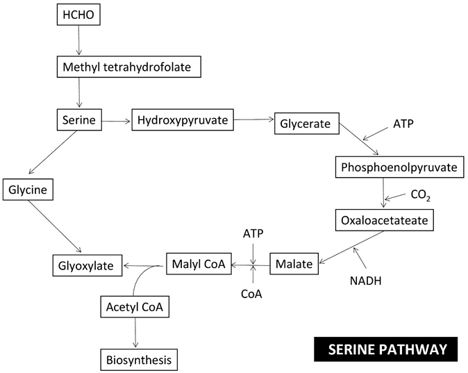 Microbiolres 15 00042 i005 Microbiolres 15 00042 i005
