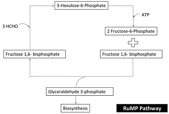 Microbiolres 15 00042 i007 Microbiolres 15 00042 i007