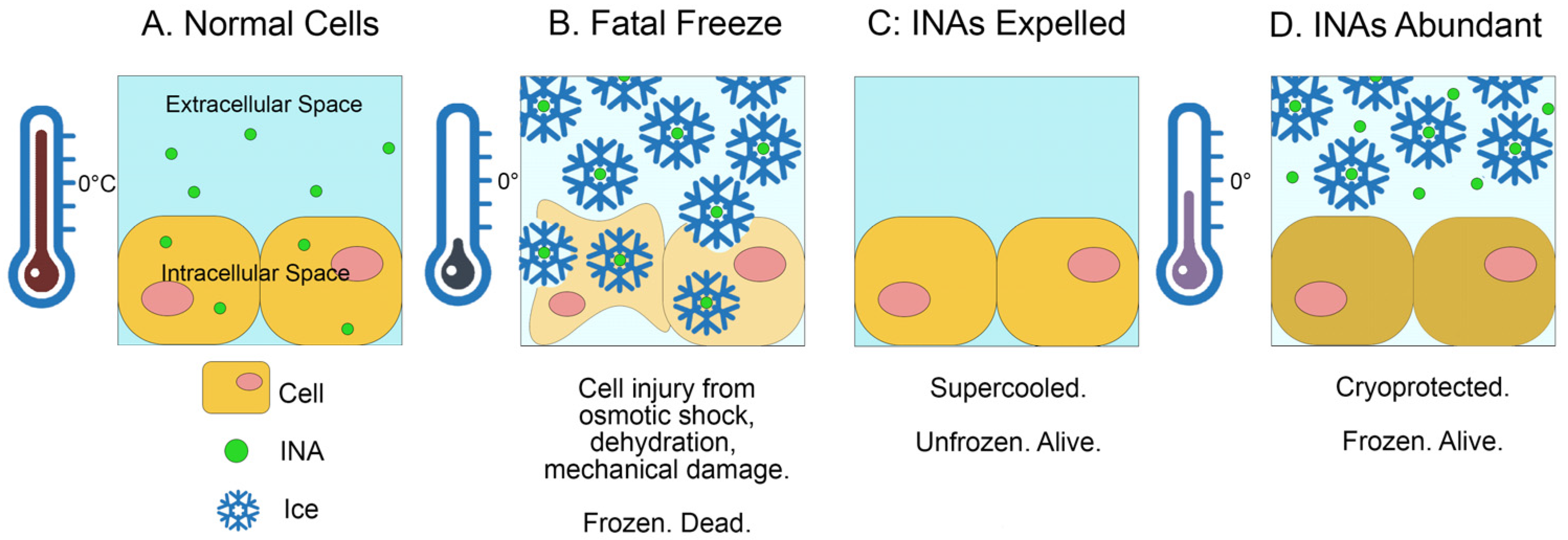 Microbiolres 15 00046 g001