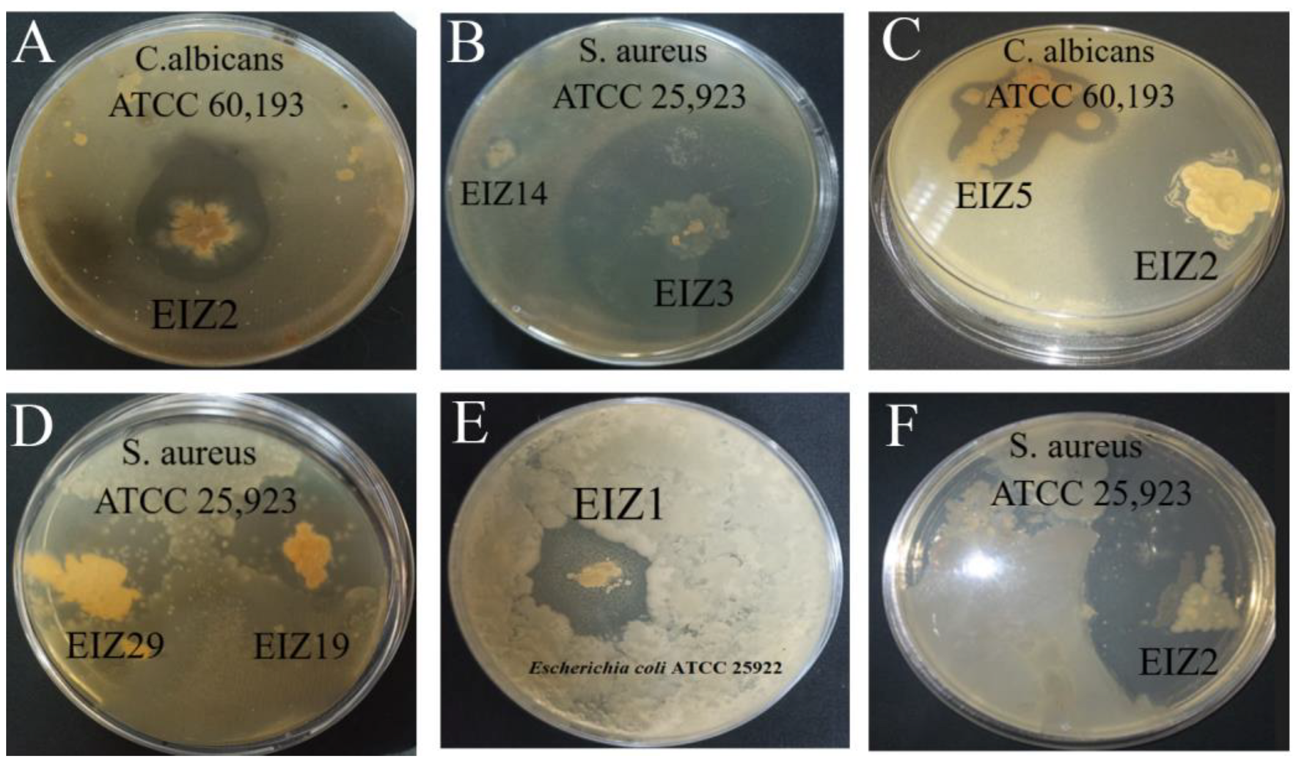 Microbiolres 15 00050 g001 Microbiolres 15 00050 g001