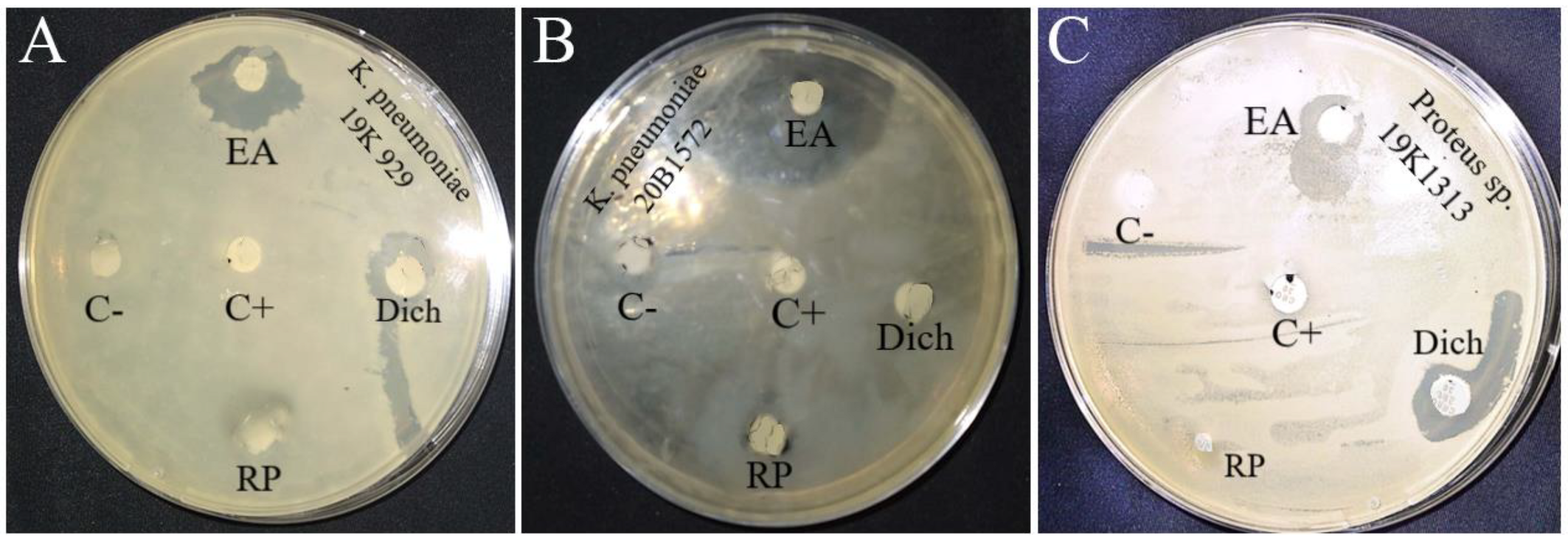 Microbiolres 15 00050 g002 Microbiolres 15 00050 g002