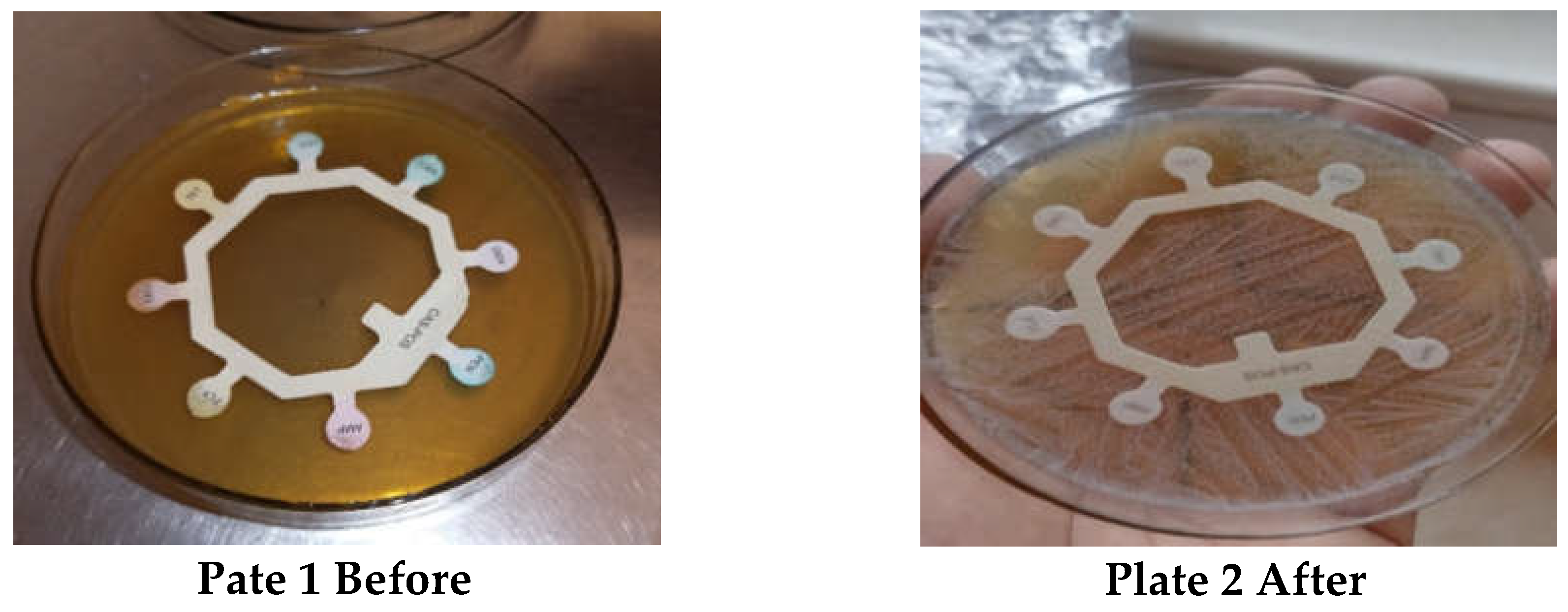 Microbiolres 15 00051 g008