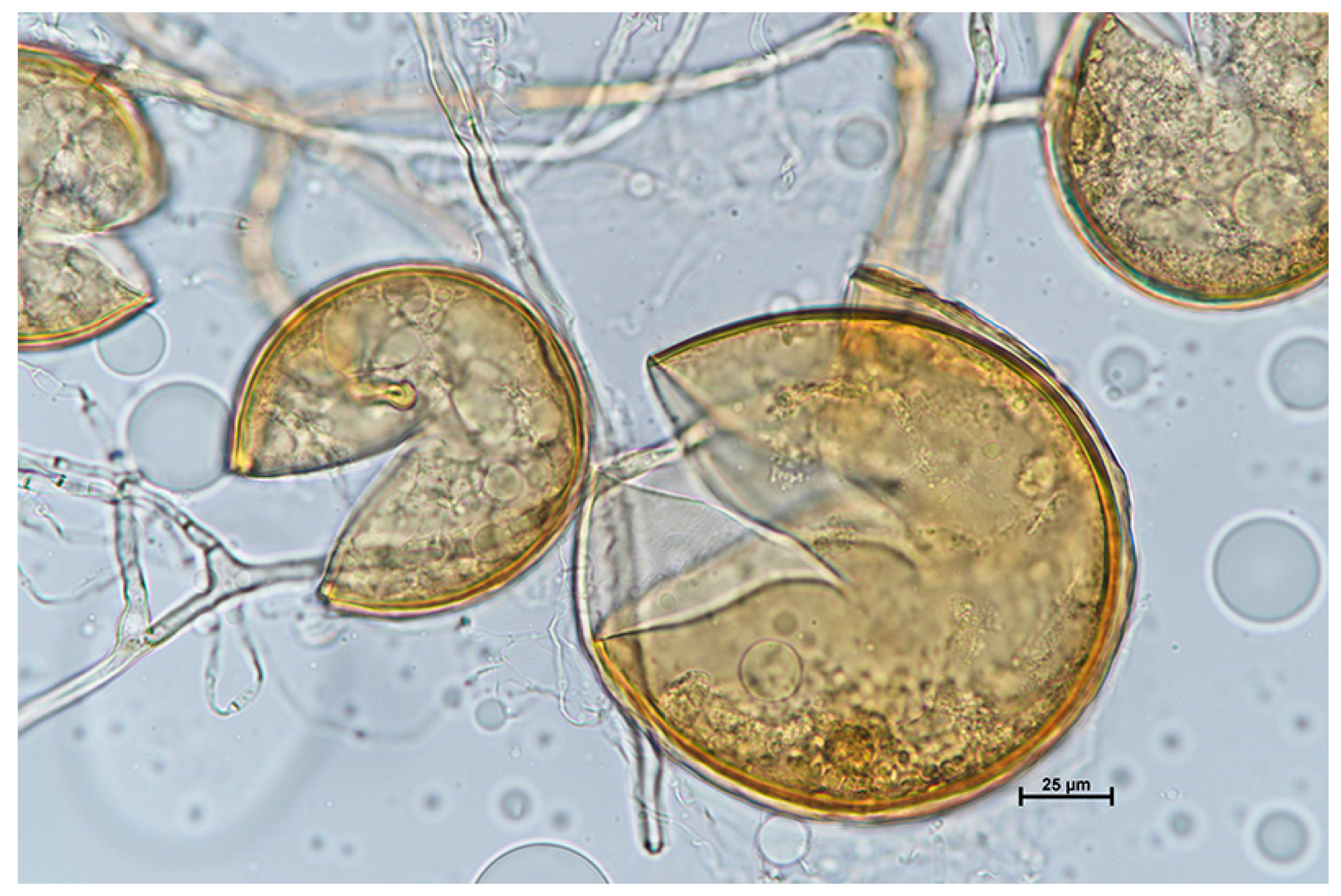 Microbiolres 15 00068 g001