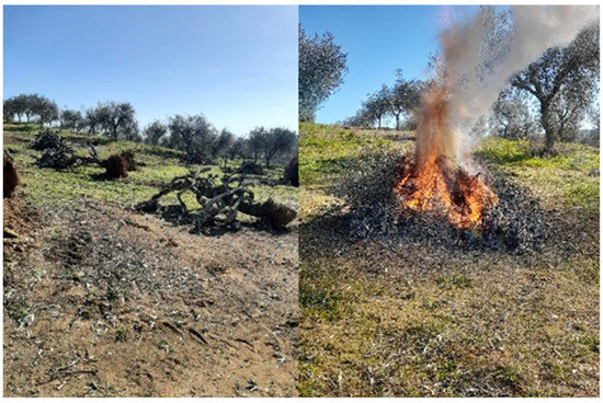 Microbiolres 15 00069 g003