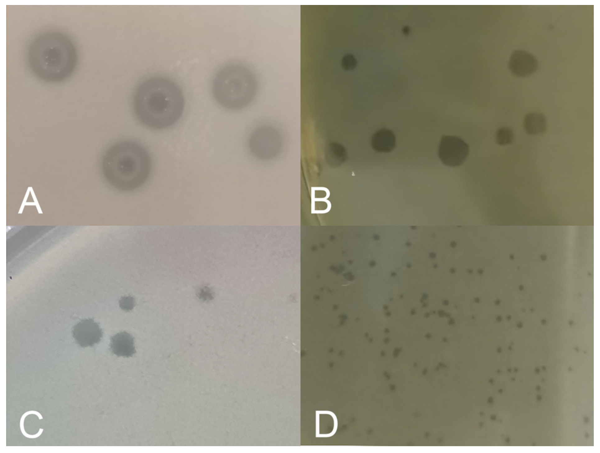 Microbiolres 15 00098 g001