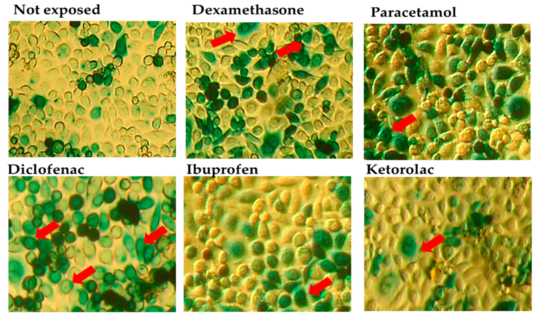 Microbiolres 15 00105 g001