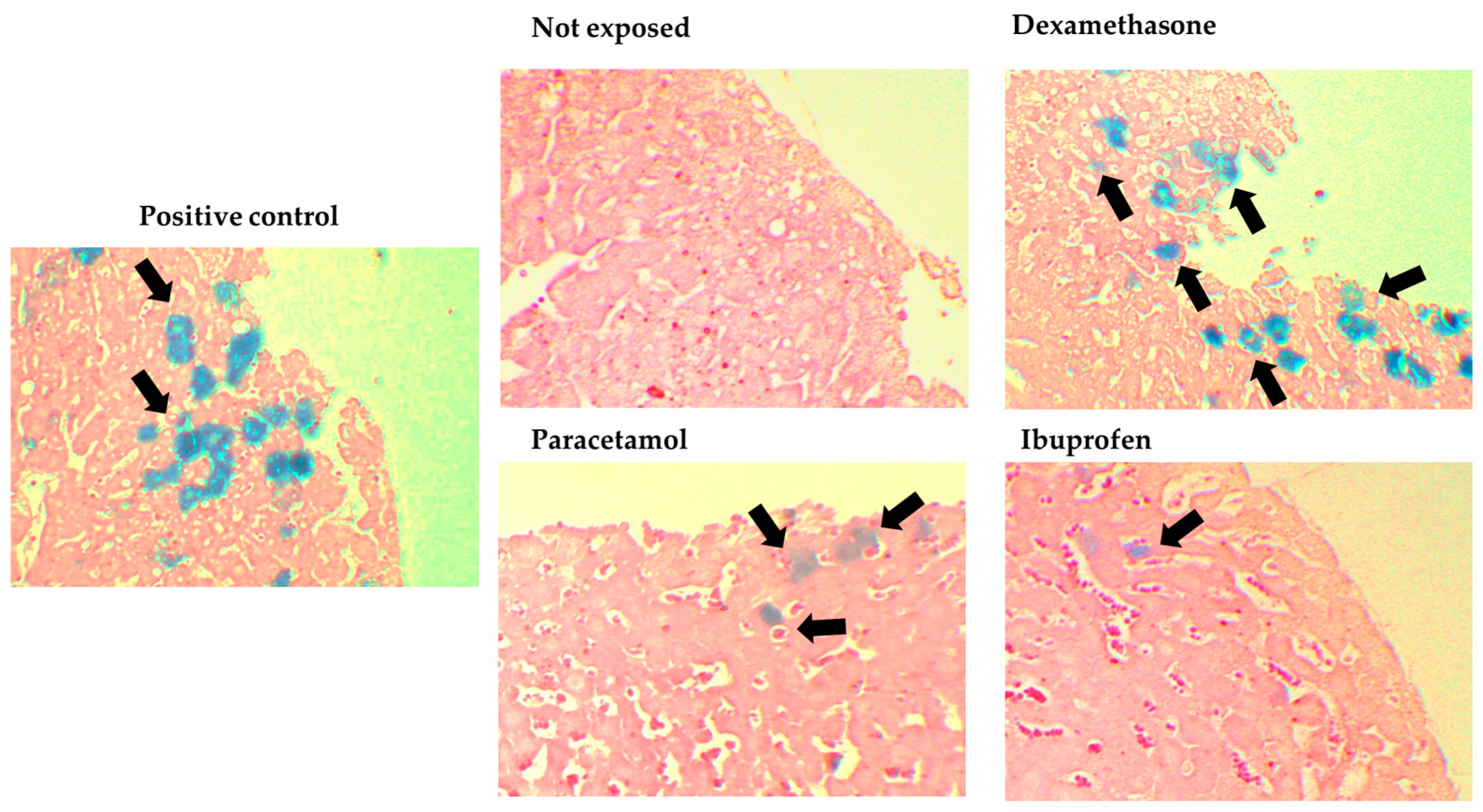 Microbiolres 15 00105 g002