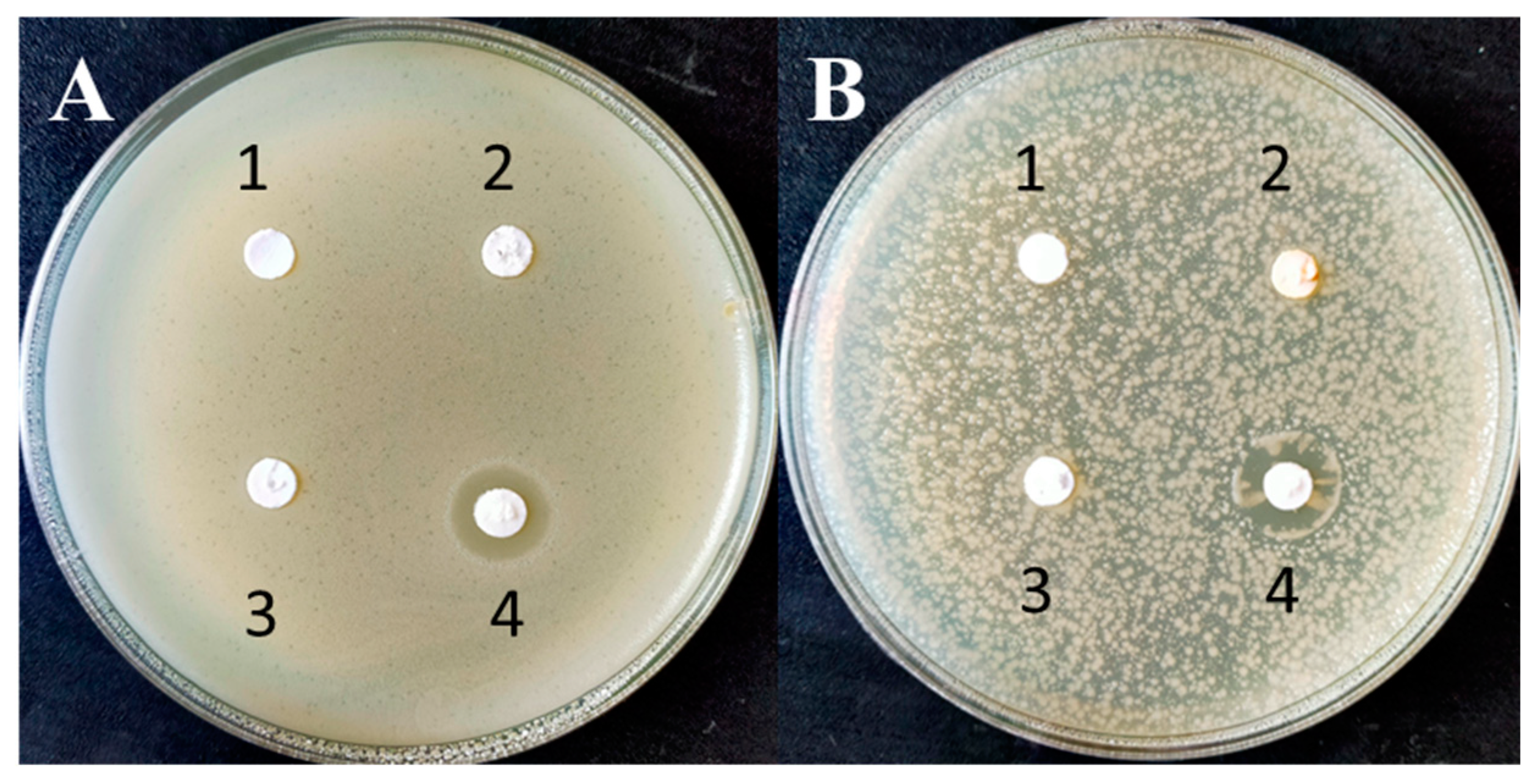 Microbiolres 15 00110 g006