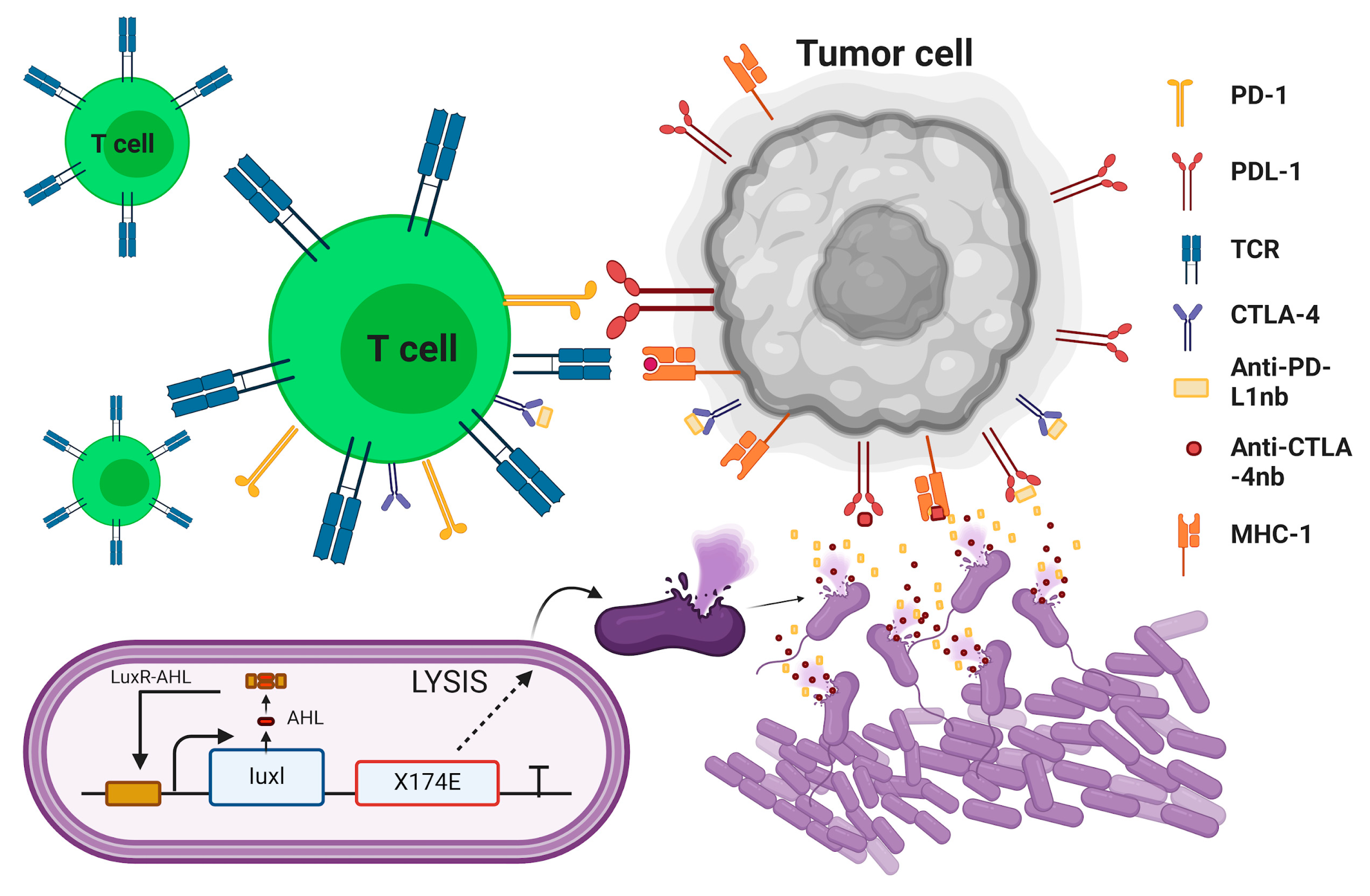Microbiolres 15 00113 g003