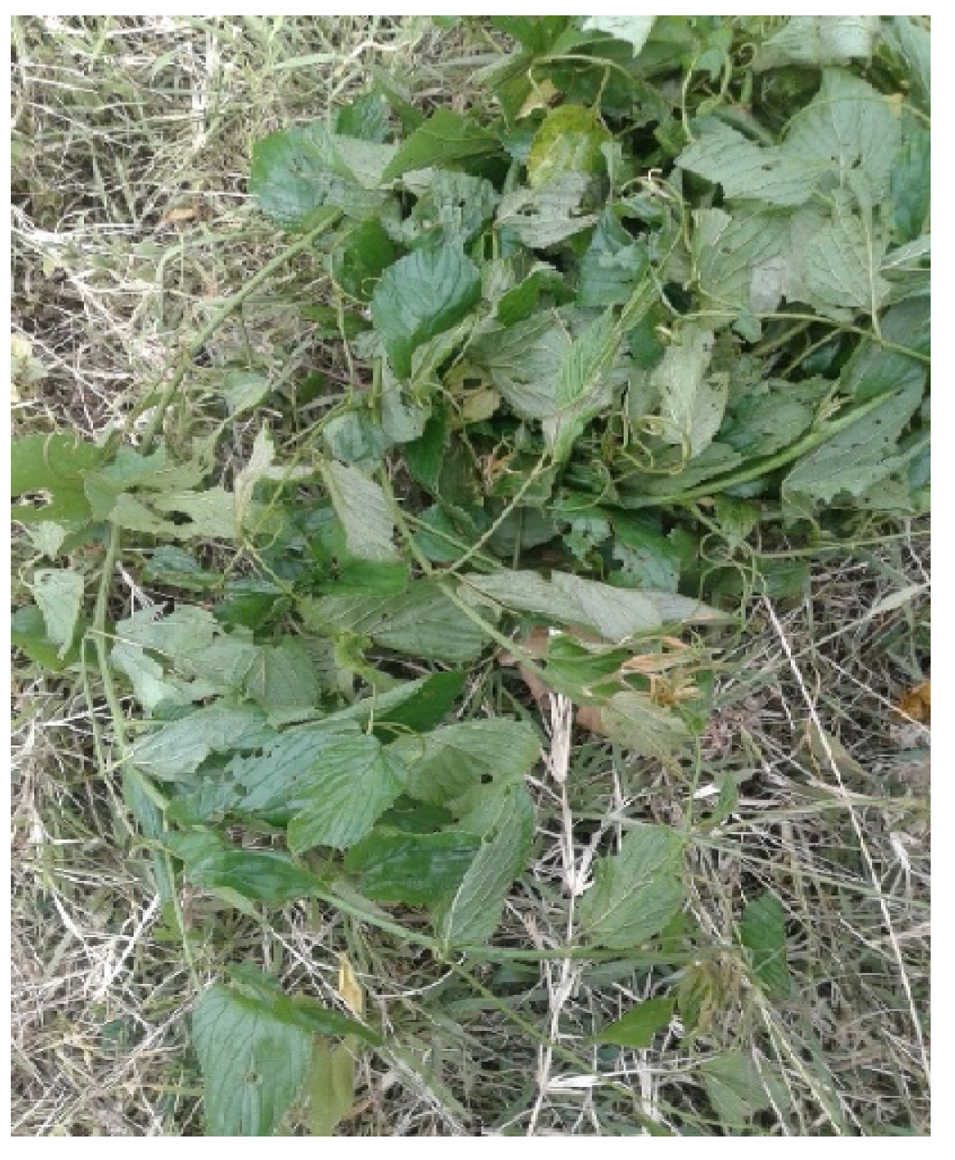 Microbiolres 15 00140 g001