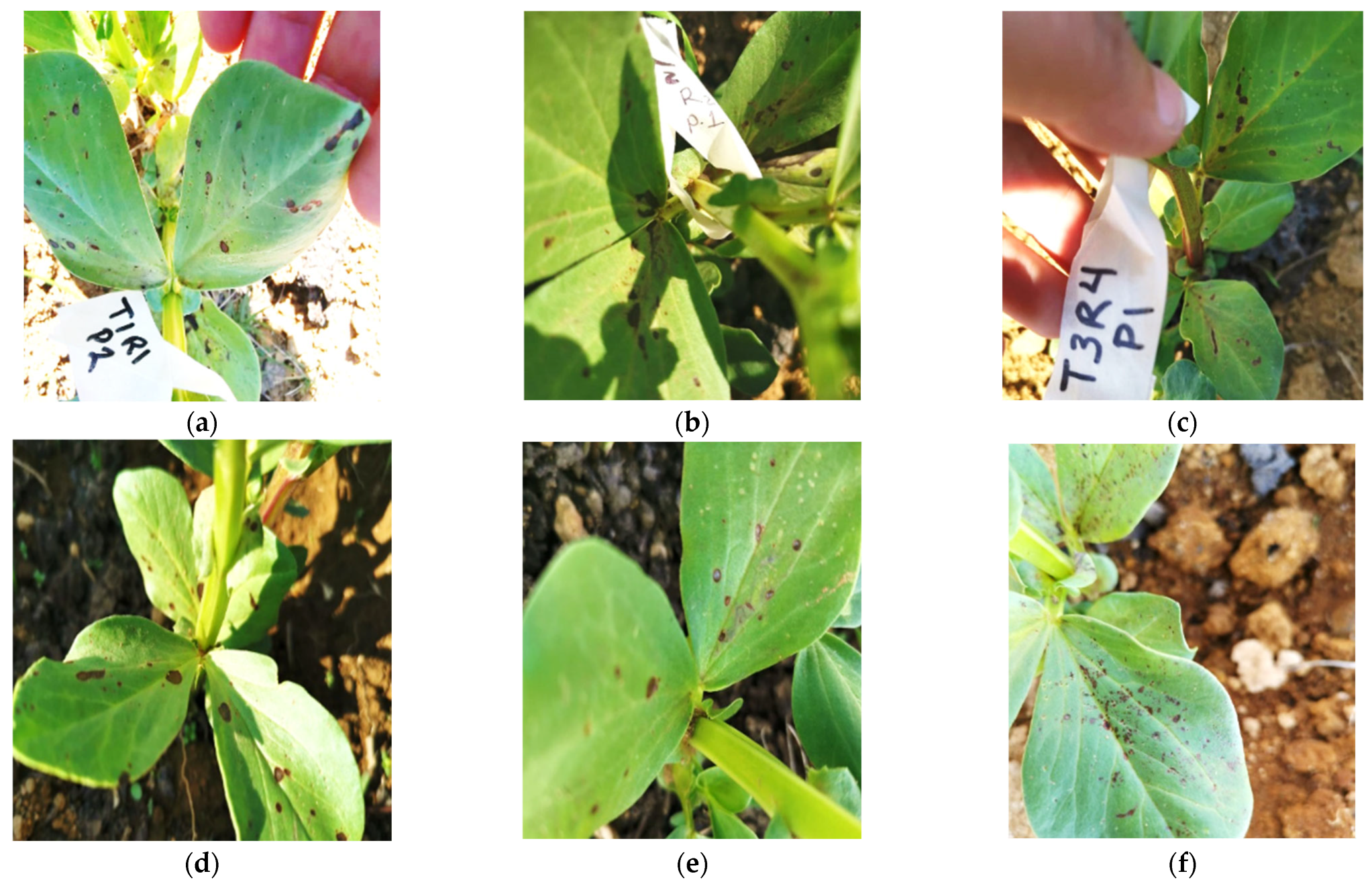 Microbiolres 15 00178 g002