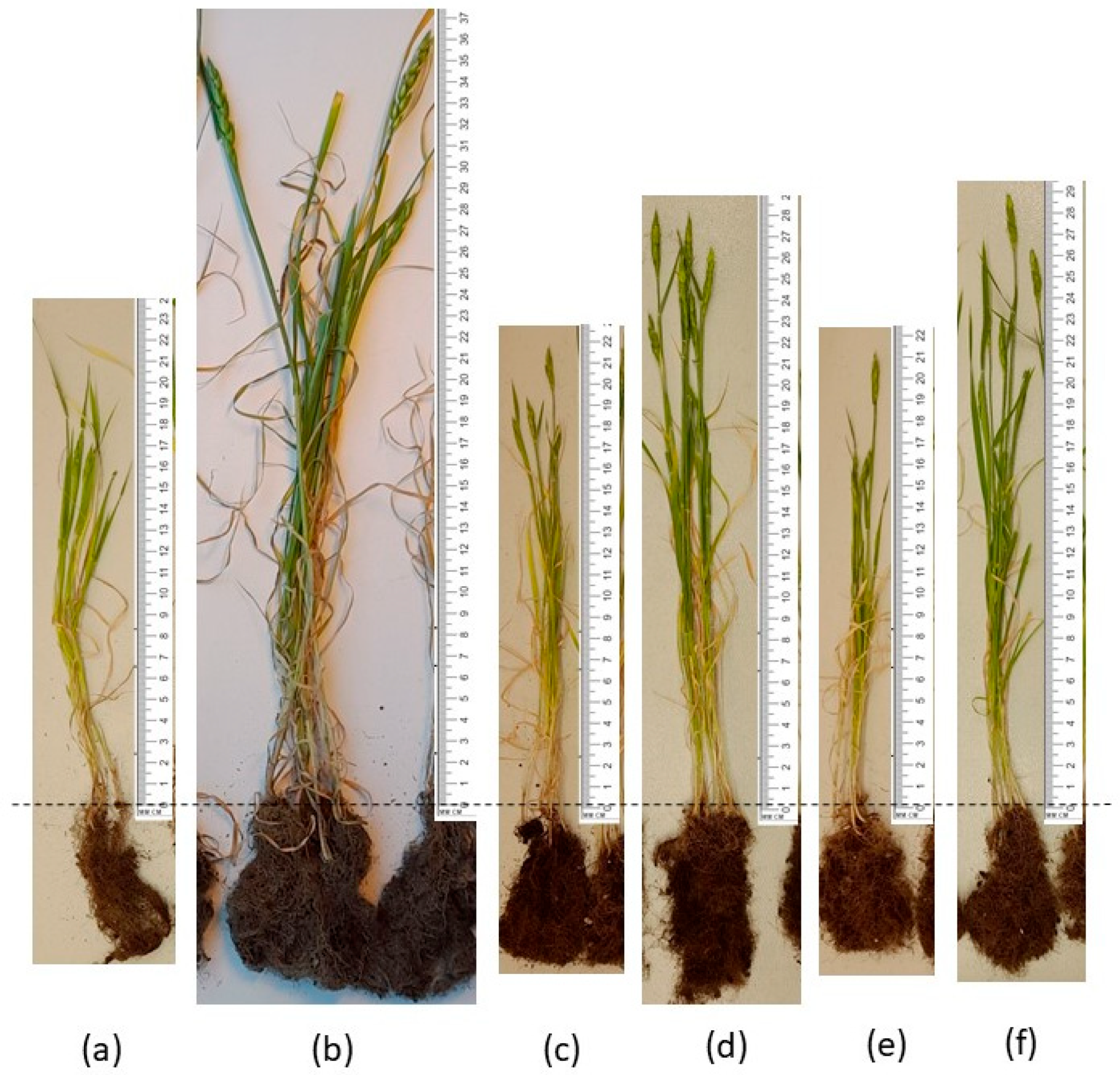 Microbiolres 16 00034 g005
