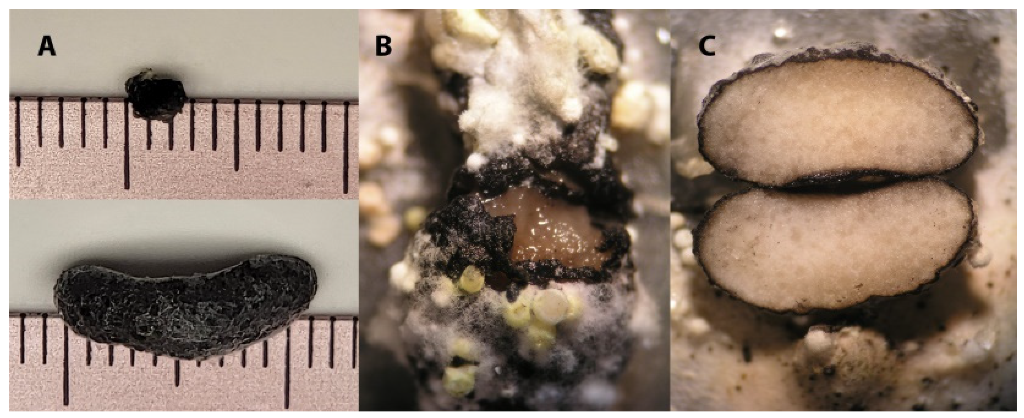Microbiolres 16 00035 g003