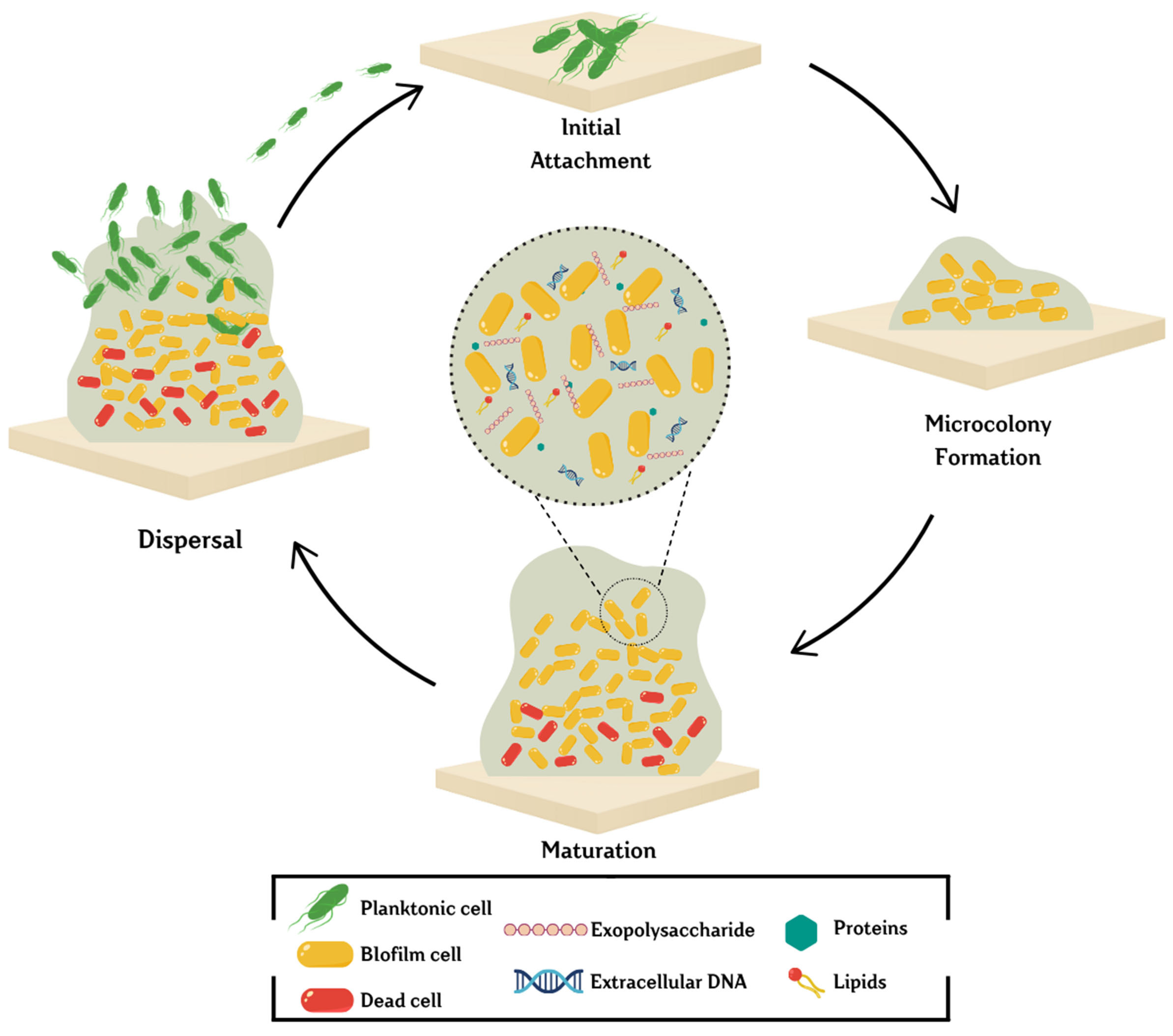 Microbiolres 16 00046 g002