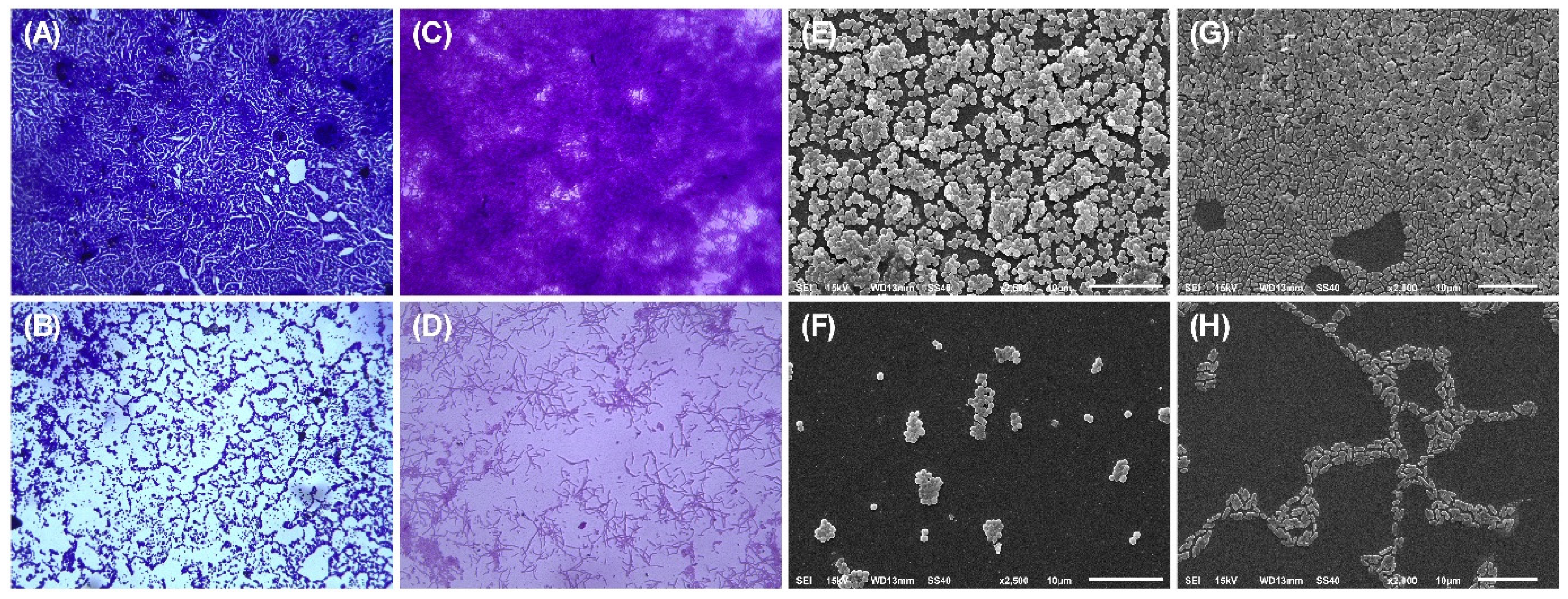 Microbiolres 16 00048 g004