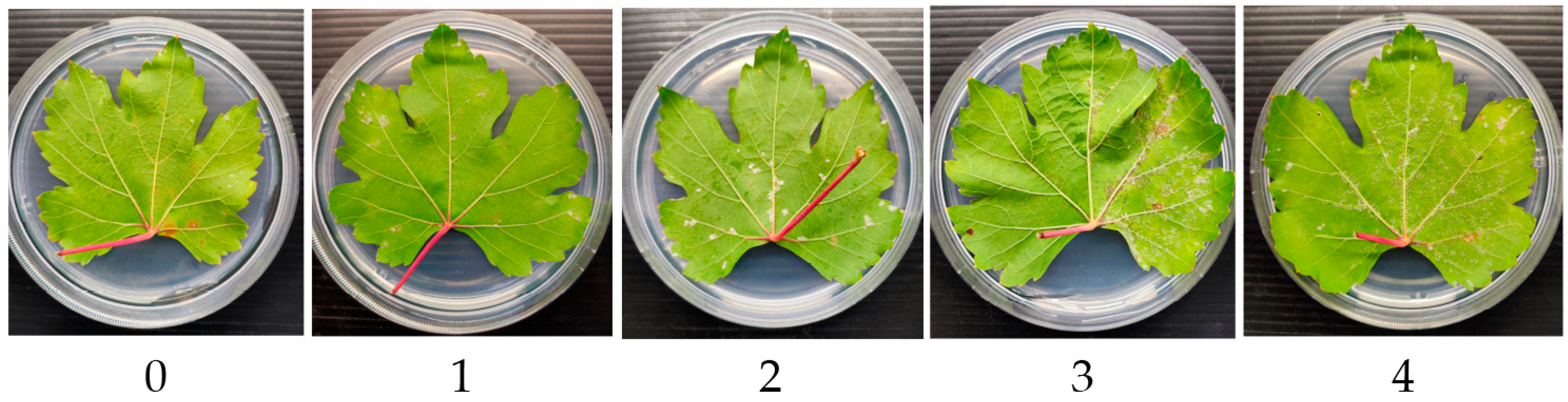 Microbiolres 16 00055 g002