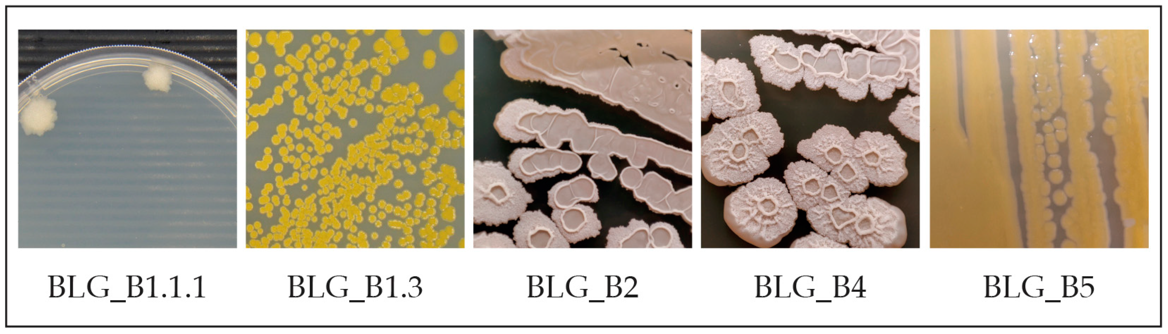 Microbiolres 16 00055 g004