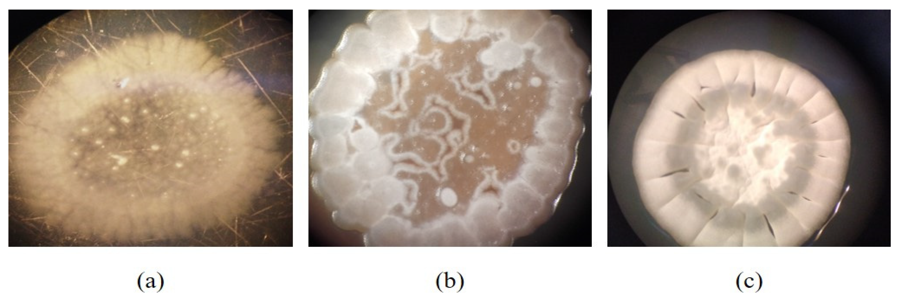 Microbiolres 16 00072 g001 Microbiolres 16 00072 g001
