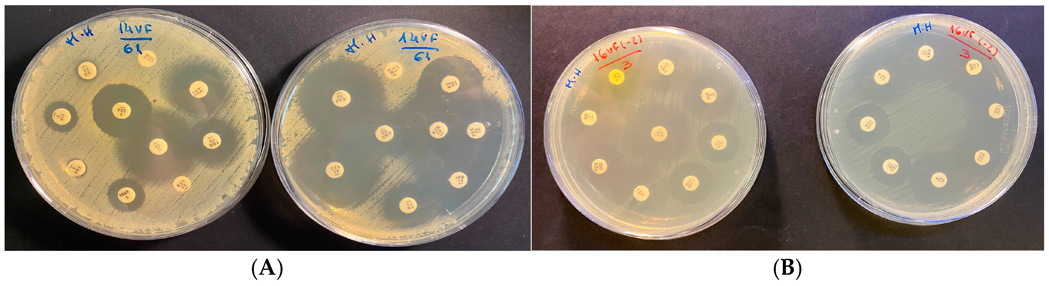Microbiolres 16 00083 g002 Microbiolres 16 00083 g002