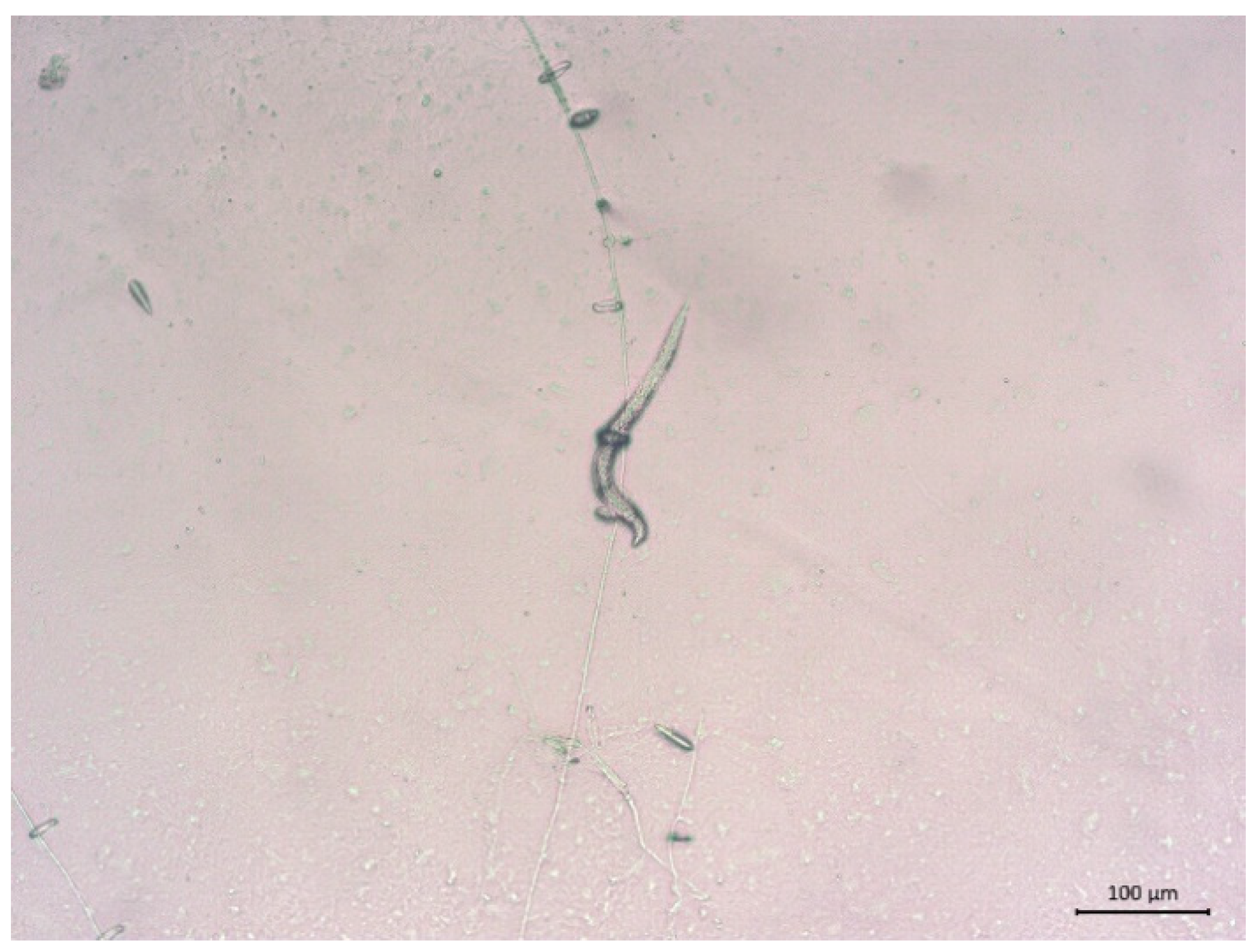 Microbiolres 16 00098 g001 Microbiolres 16 00098 g001