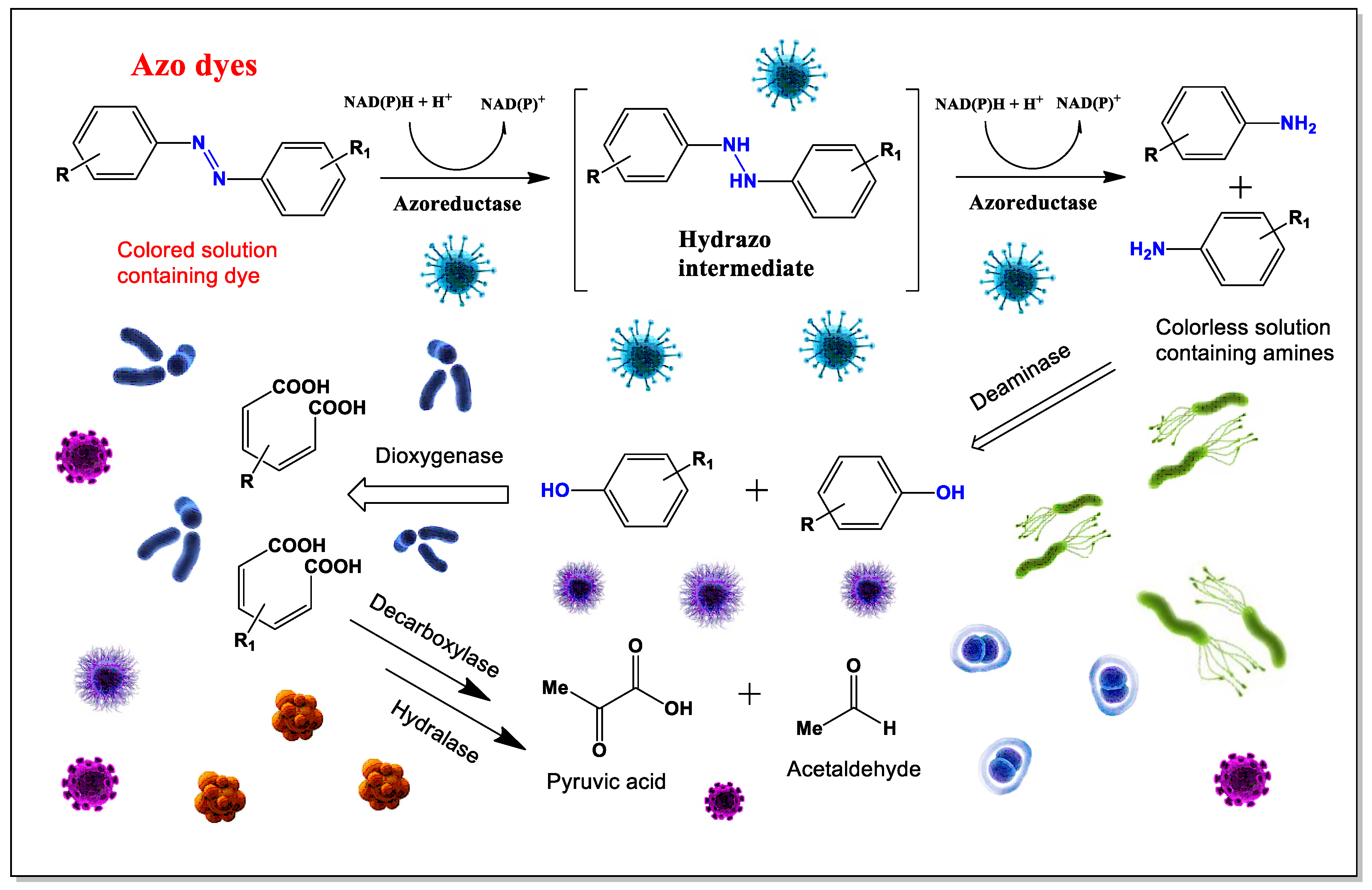 Microbiolres 16 00100 g013