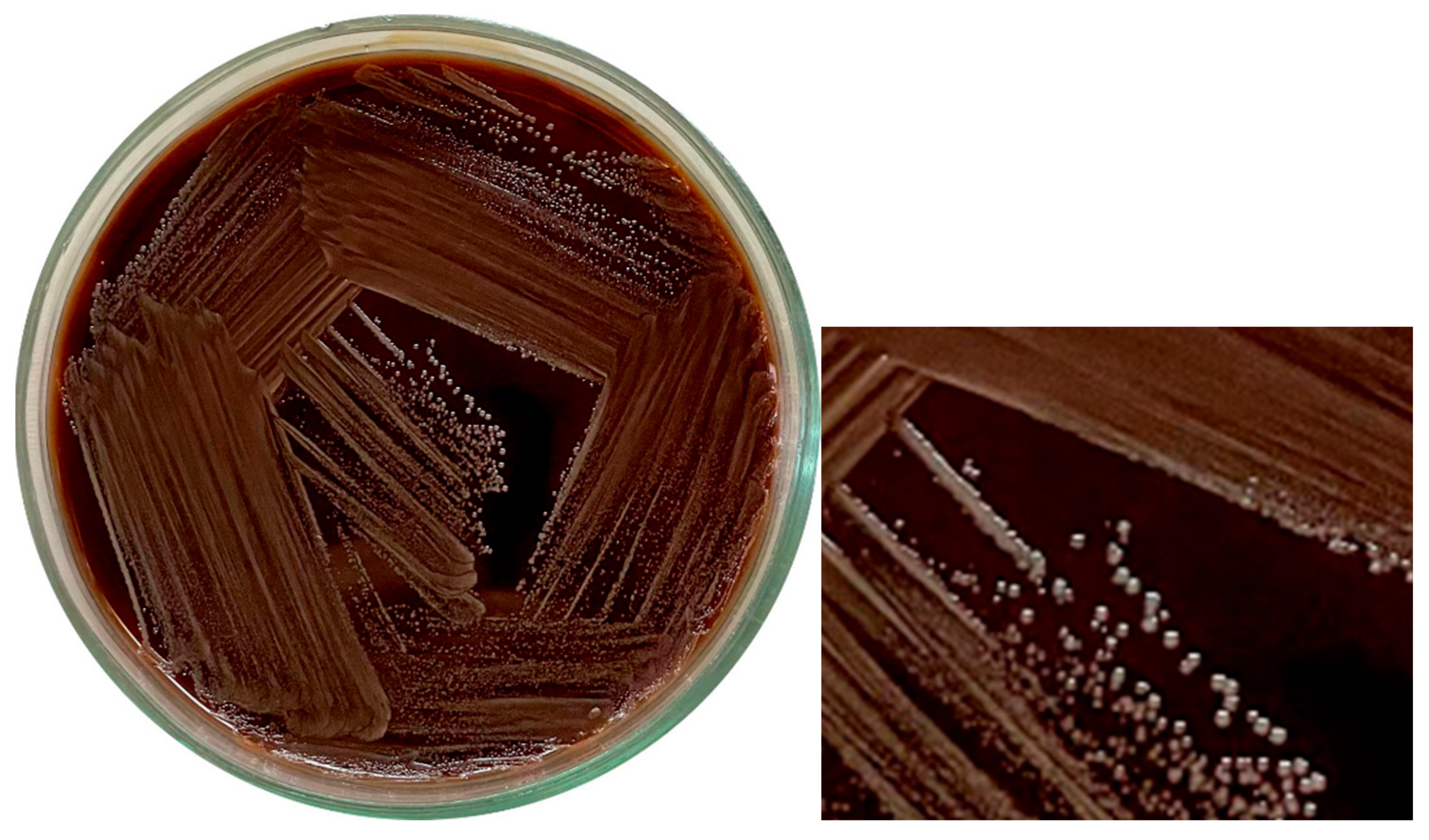 Microbiolres 16 00103 g002