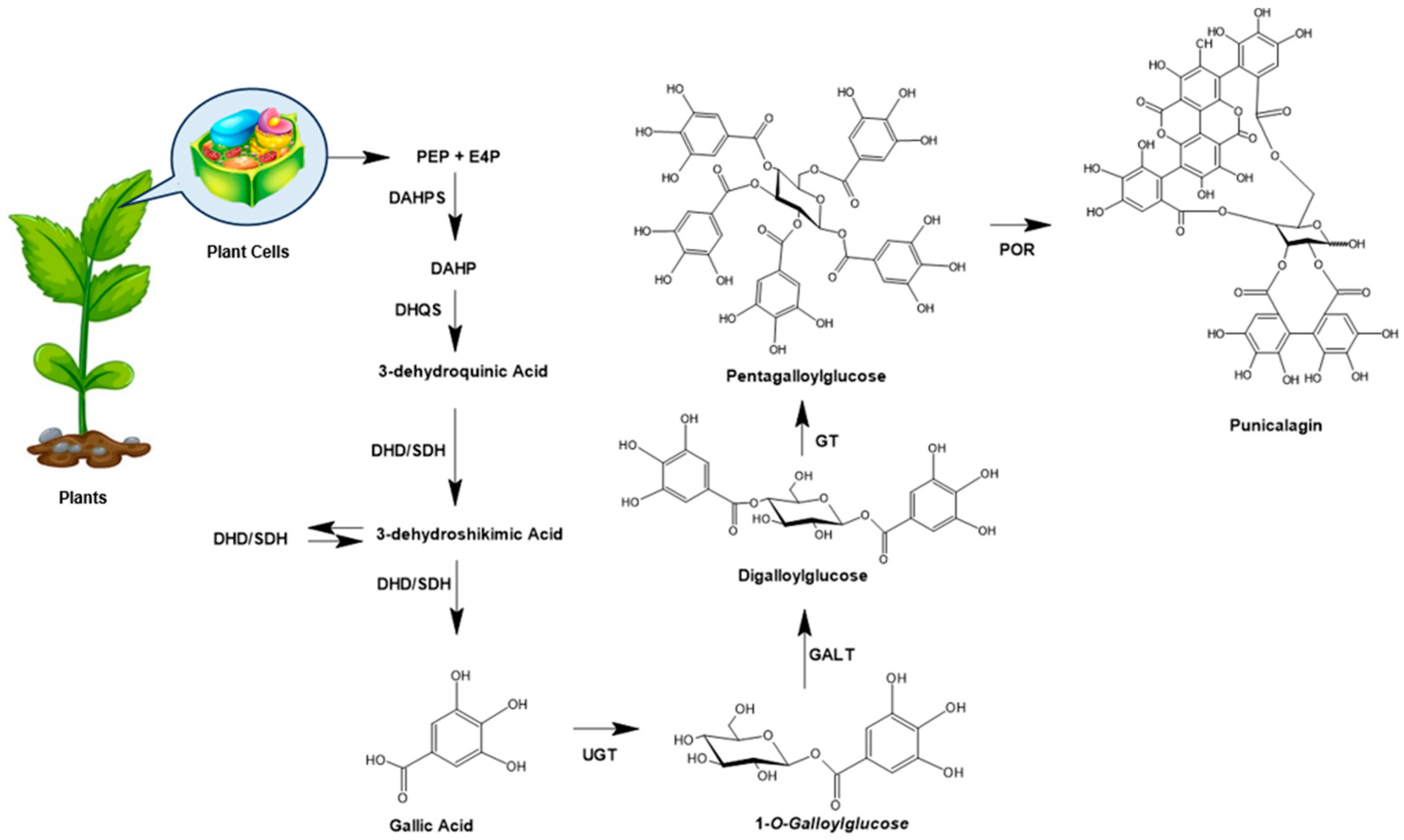 Microbiolres 16 00113 g002