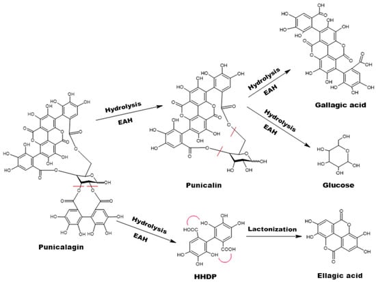 Microbiolres 16 00113 g003