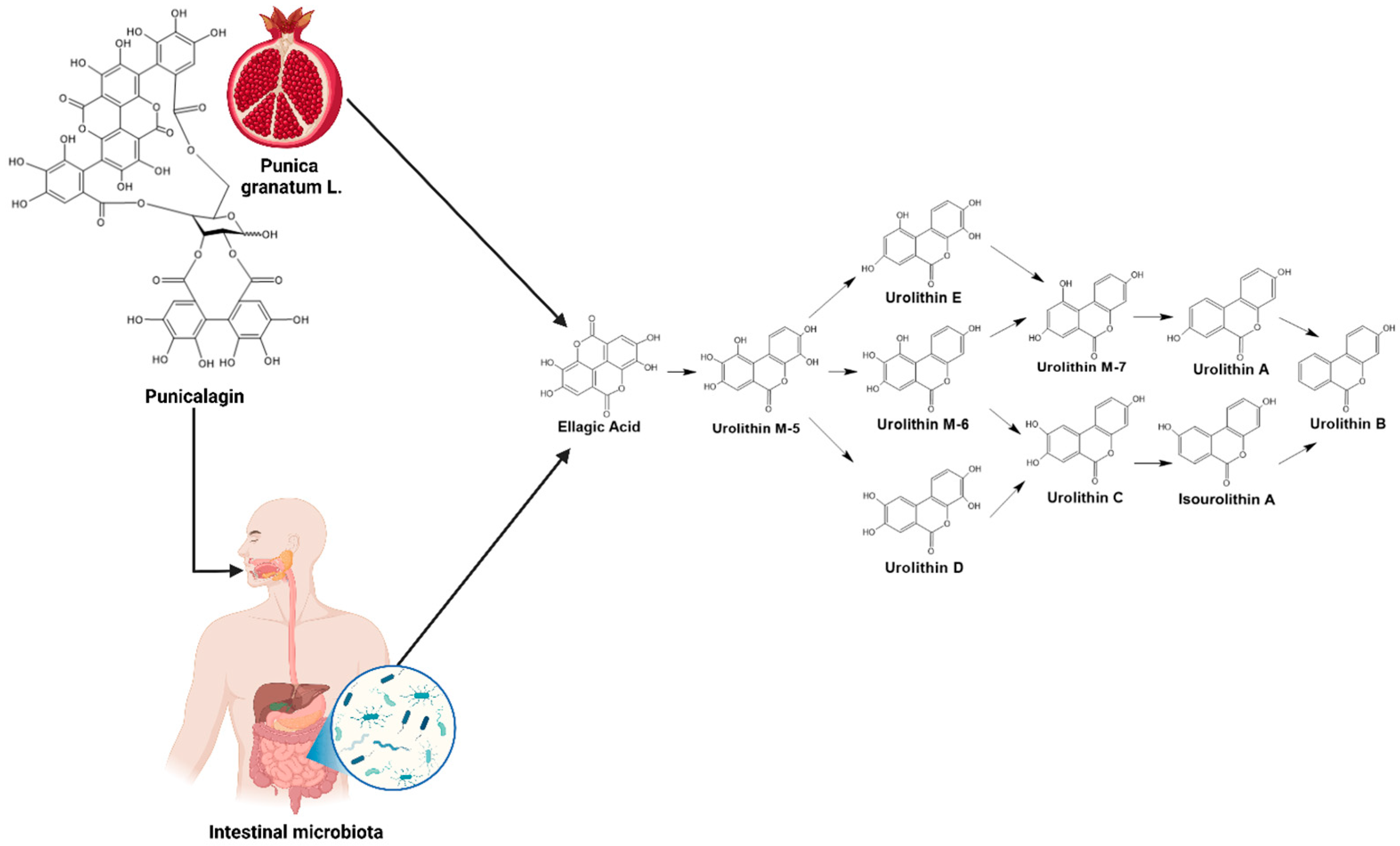 Microbiolres 16 00113 g005