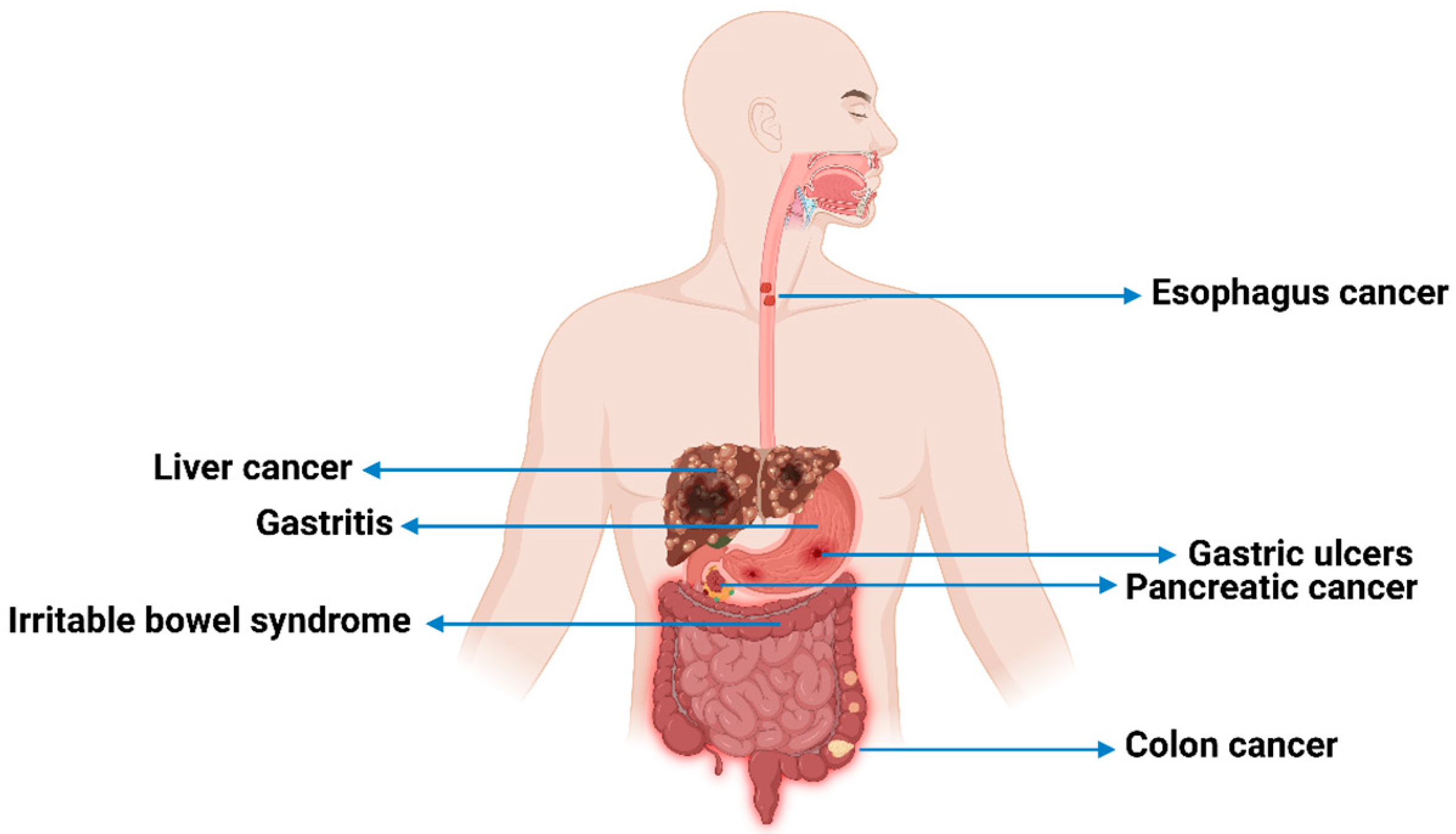 Microbiolres 16 00113 g007