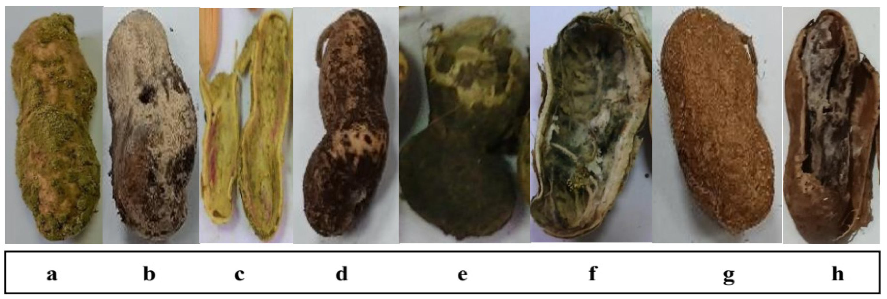 Microbiolres 16 00141 g001