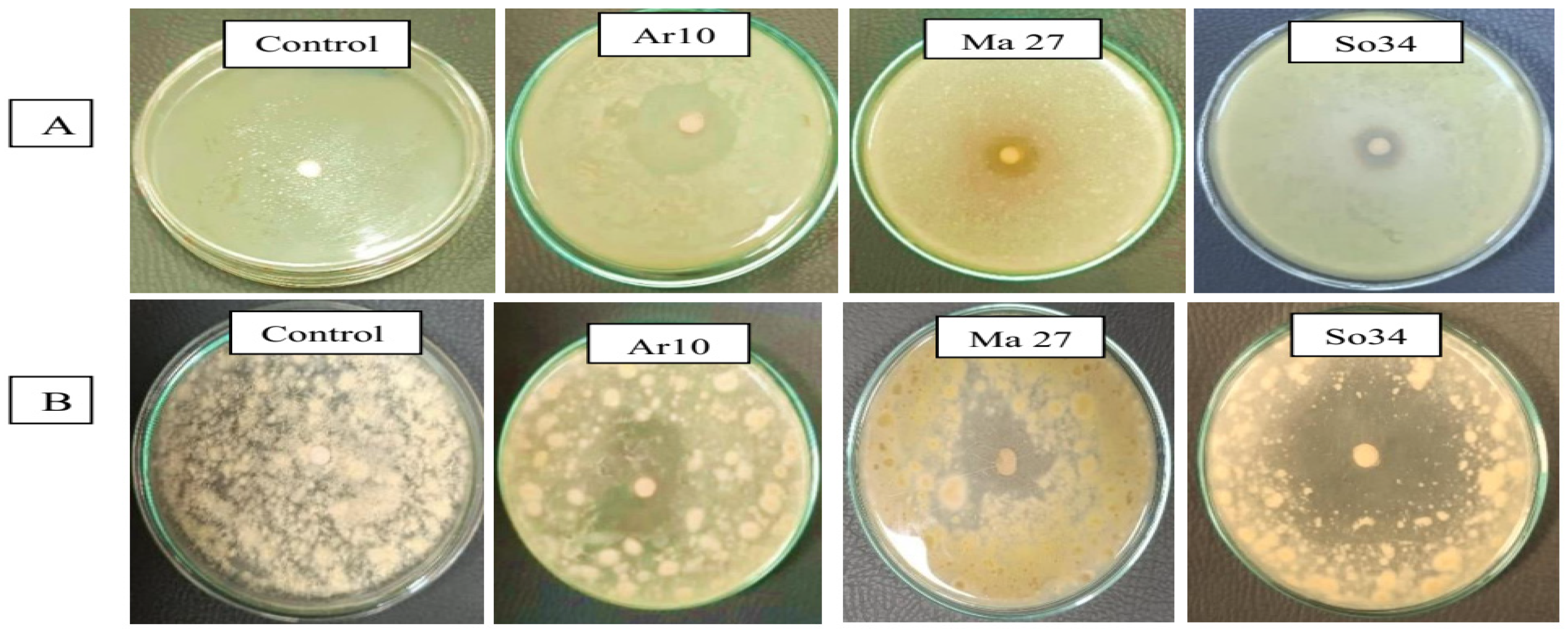 Microbiolres 16 00141 g006