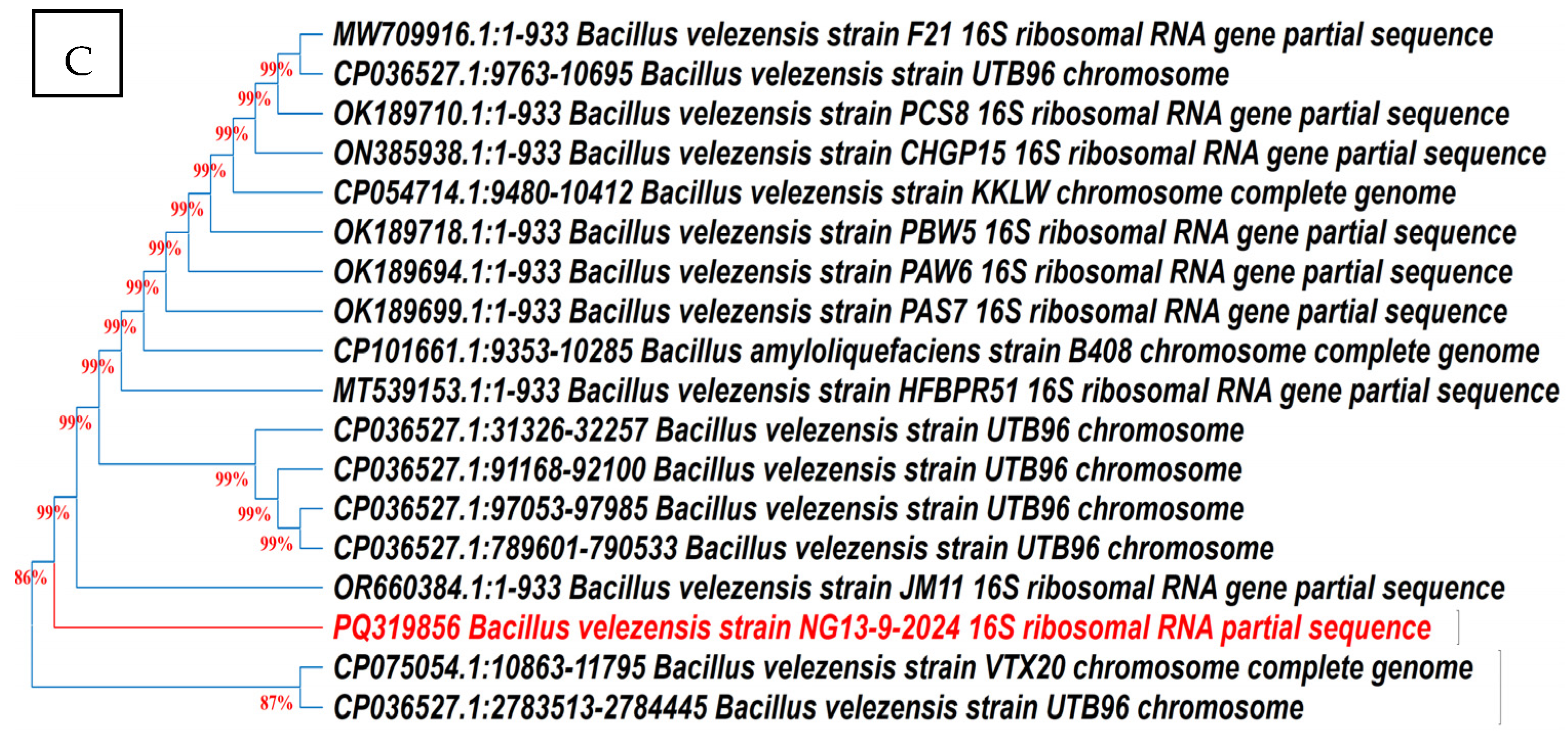 Microbiolres 16 00141 g007b