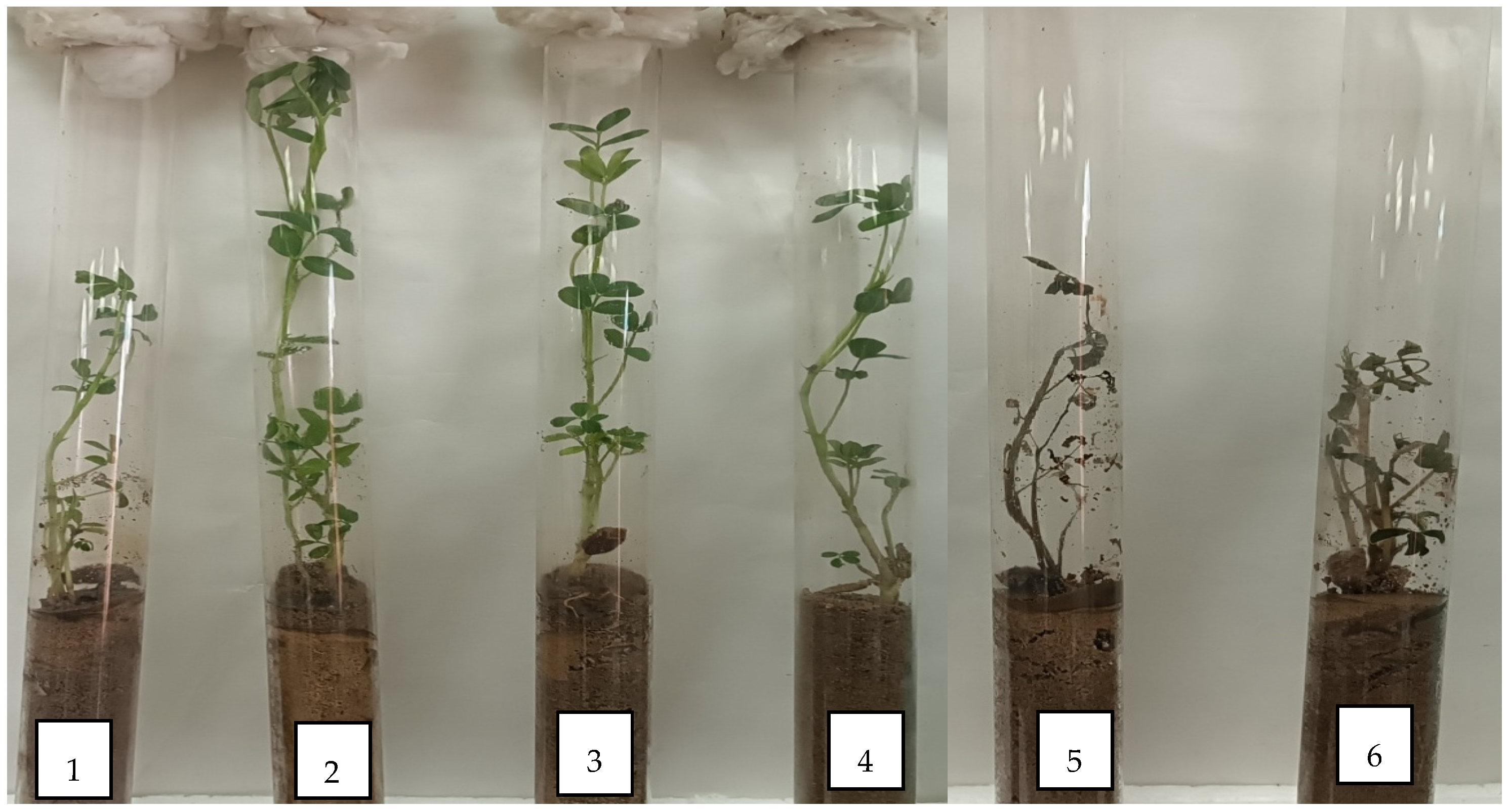 Microbiolres 16 00141 g009