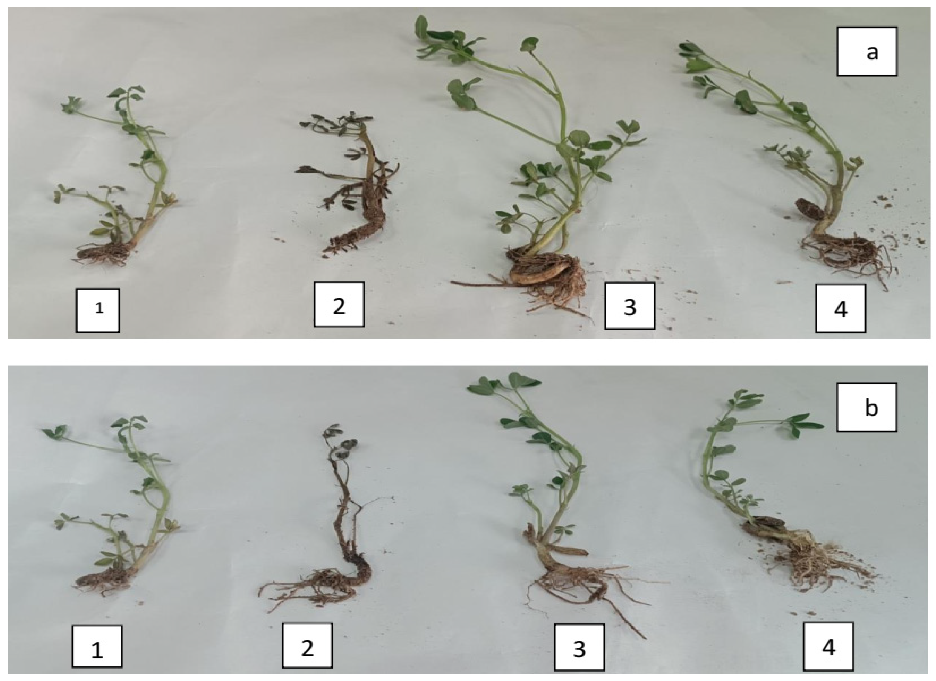 Microbiolres 16 00141 g012